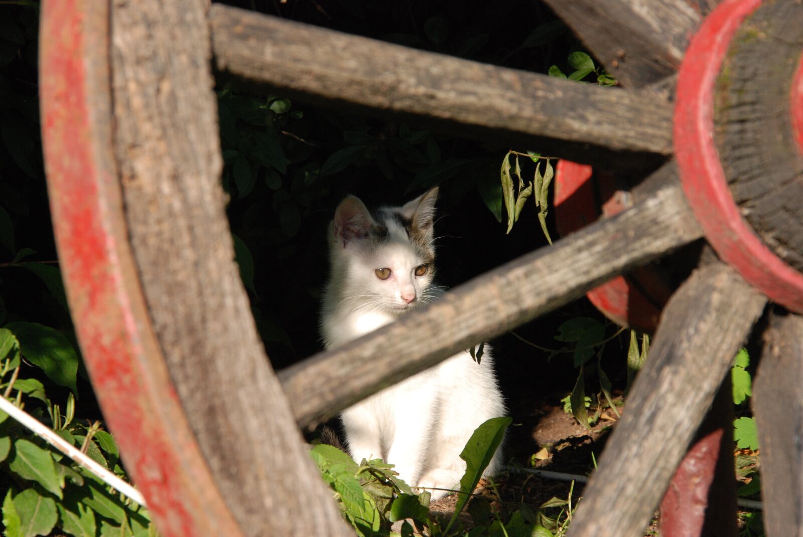 Nikon D80 sample photo. Cat, kitten, white photography