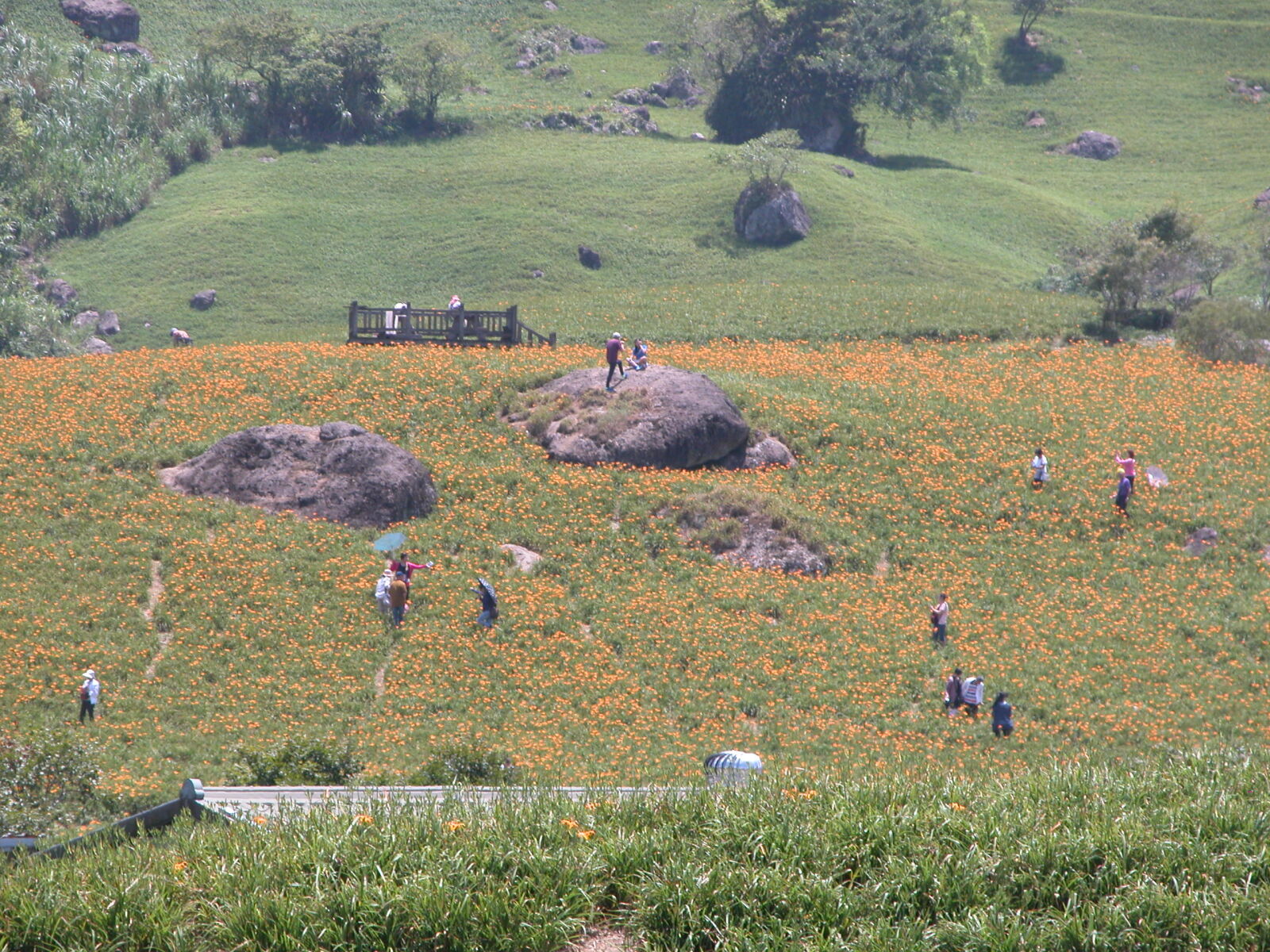 Nikon E5700 sample photo. Visitors, at, daylily, fields photography