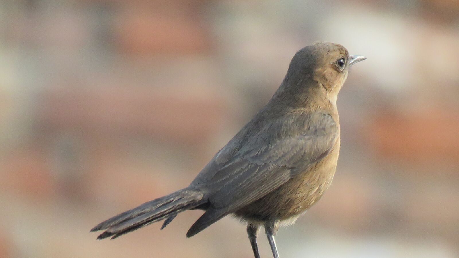 Canon PowerShot SX60 HS sample photo. Nightingale bird, nightingale, bird photography