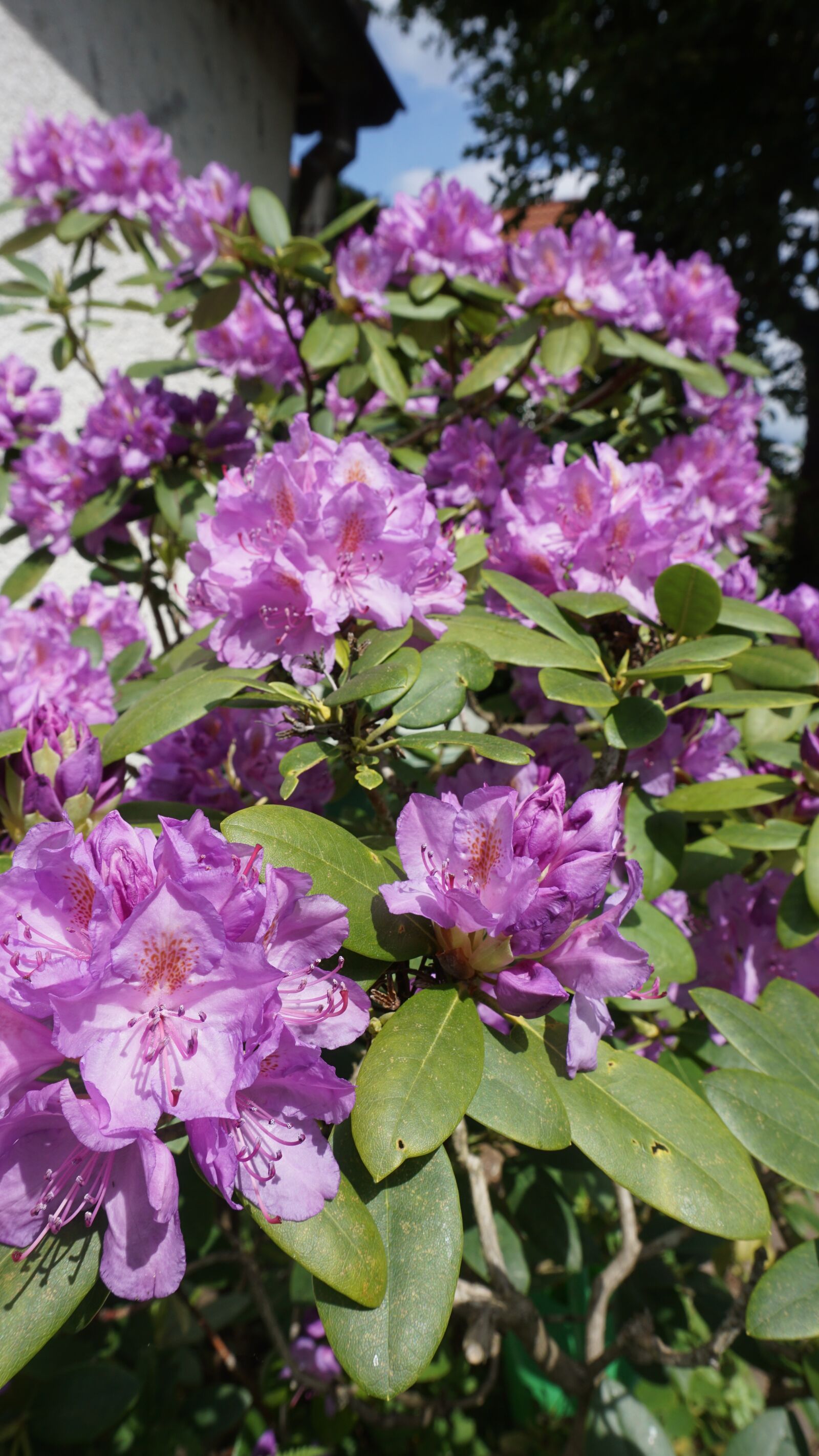 Sony a6000 sample photo. Rhododendron, violet, purple photography