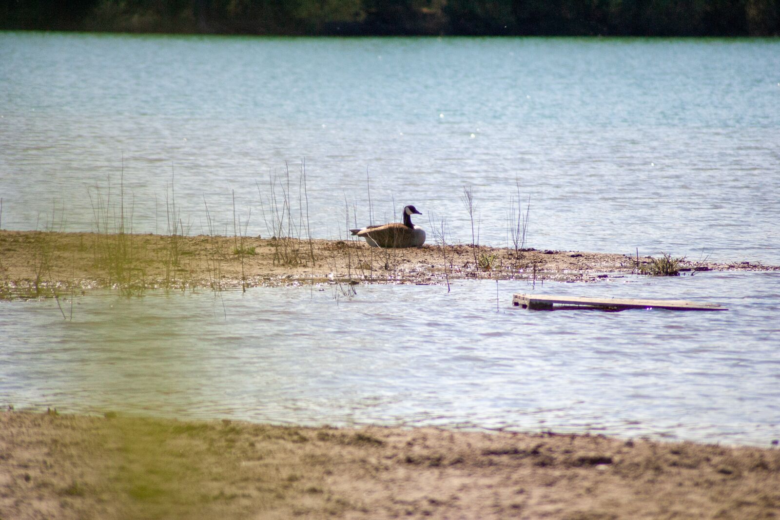 Canon EOS-1D Mark II sample photo. Goose, lake, water photography