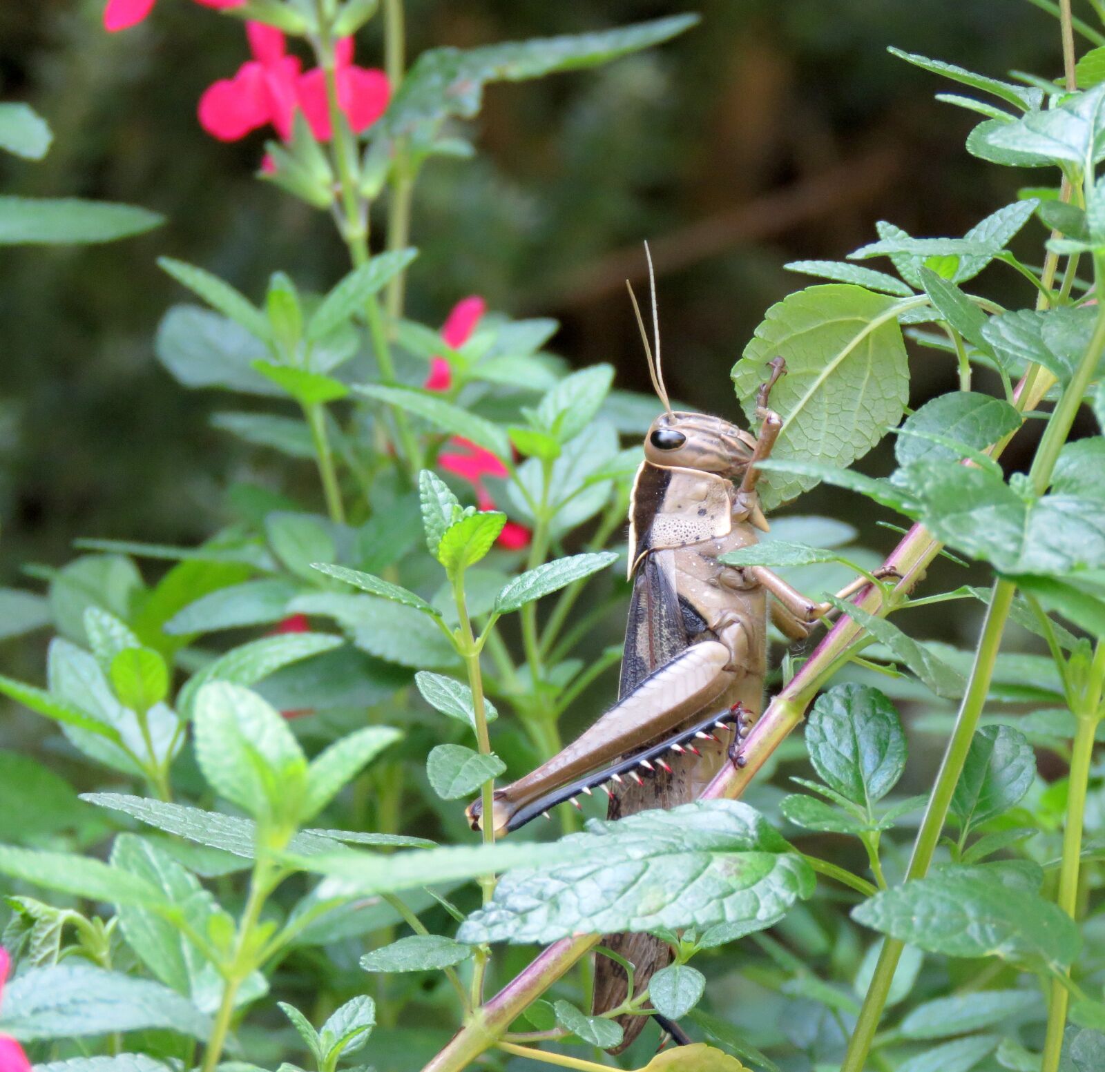 Canon PowerShot SX60 HS sample photo. Locust, grasshopper, insect photography