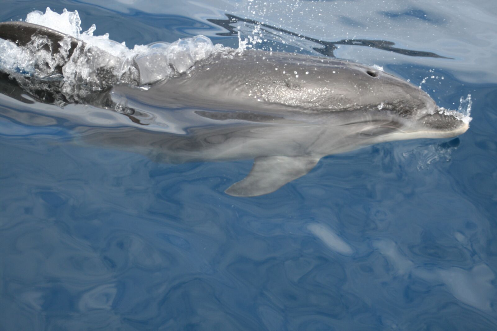 Canon EOS 400D (EOS Digital Rebel XTi / EOS Kiss Digital X) sample photo. Dolphins, water, sea photography