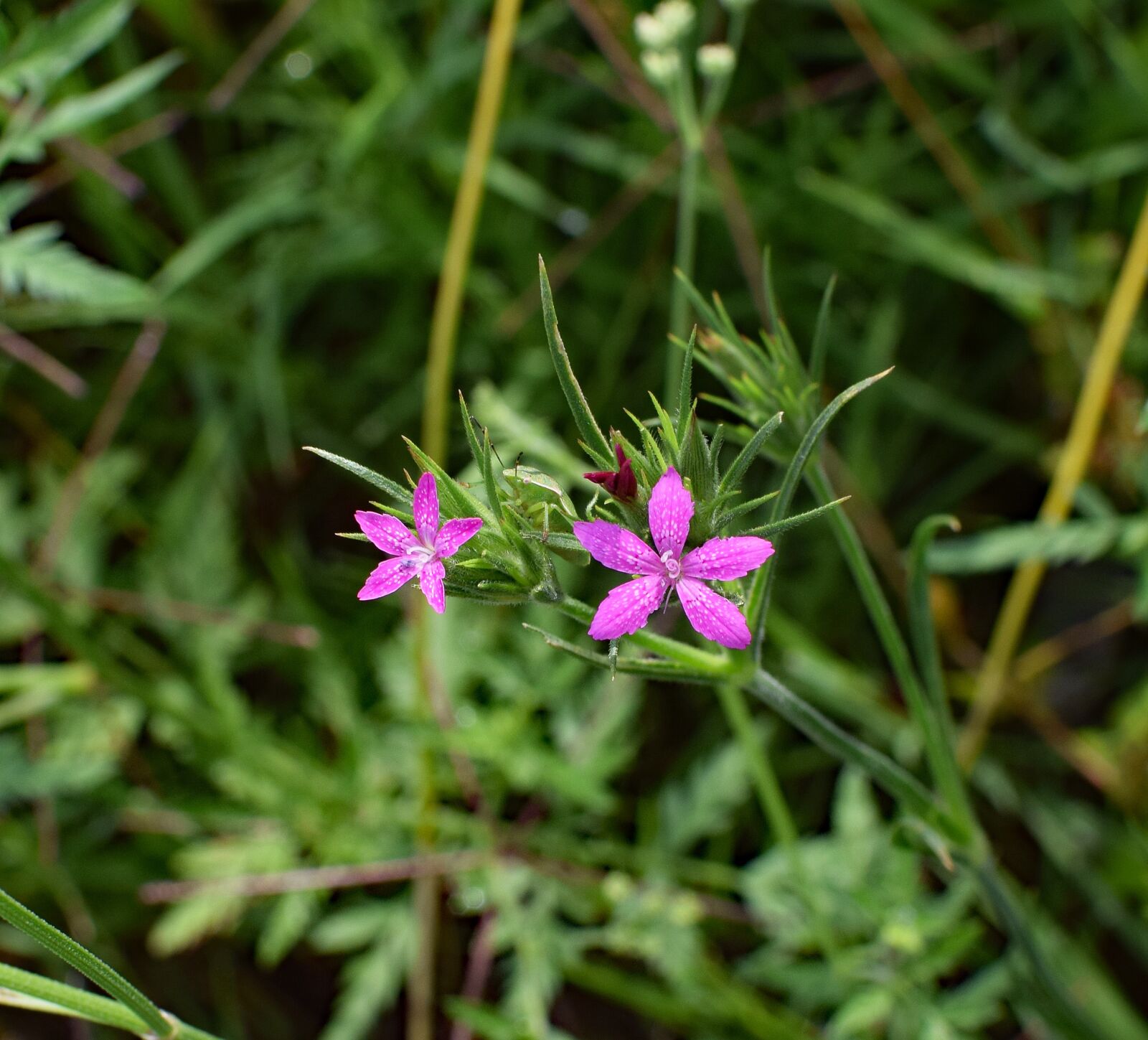 Nikon D3300 sample photo. Deptford pink, dianthus armeria photography