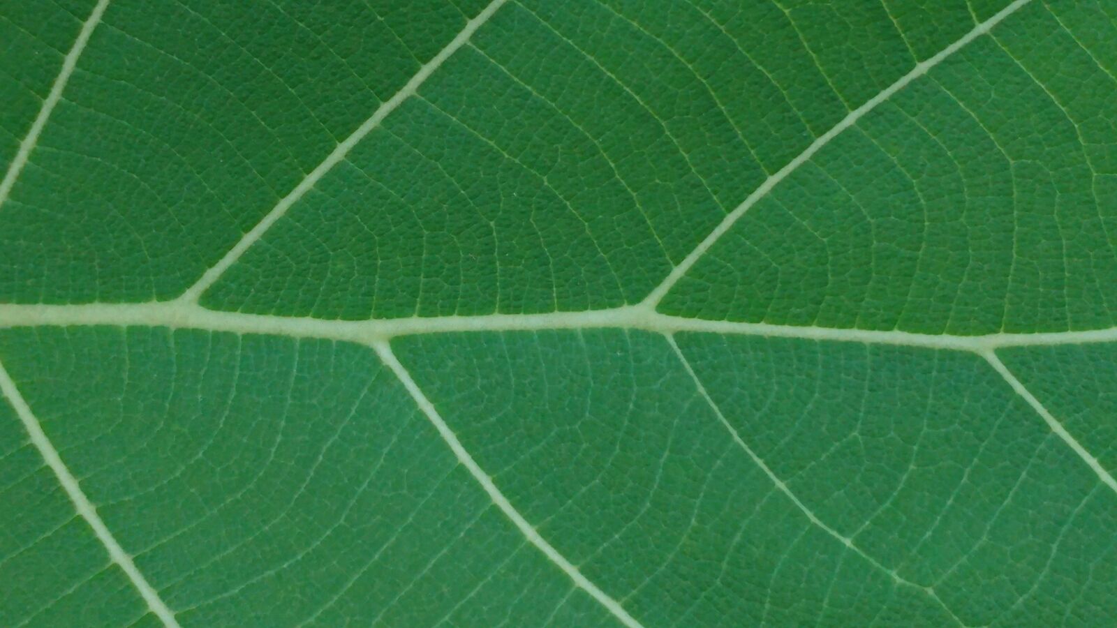 LG G5 sample photo. Green leaf, leaves, mesopodium photography