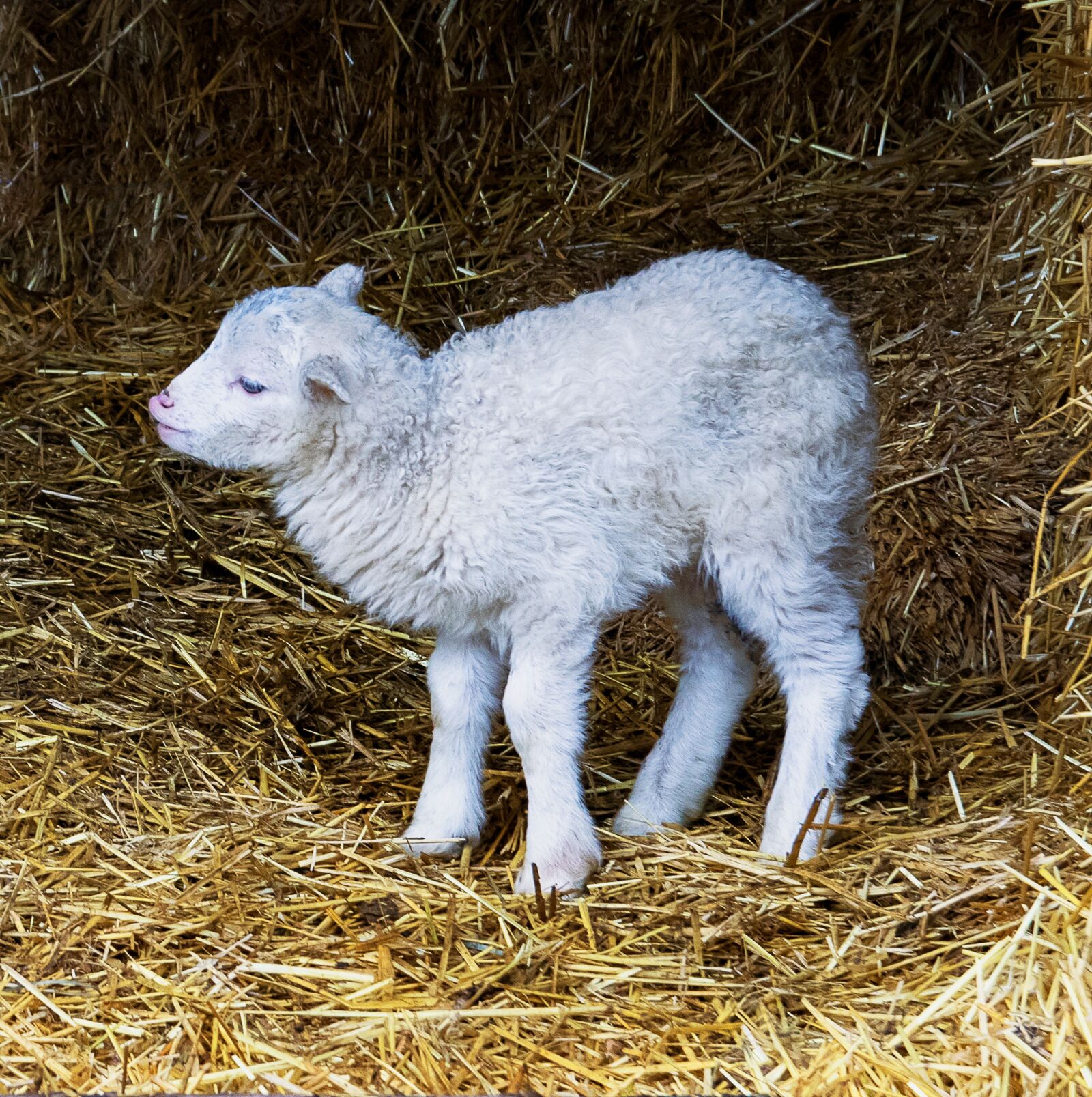 Canon EOS 80D sample photo. Lamb, sheep, mammal photography