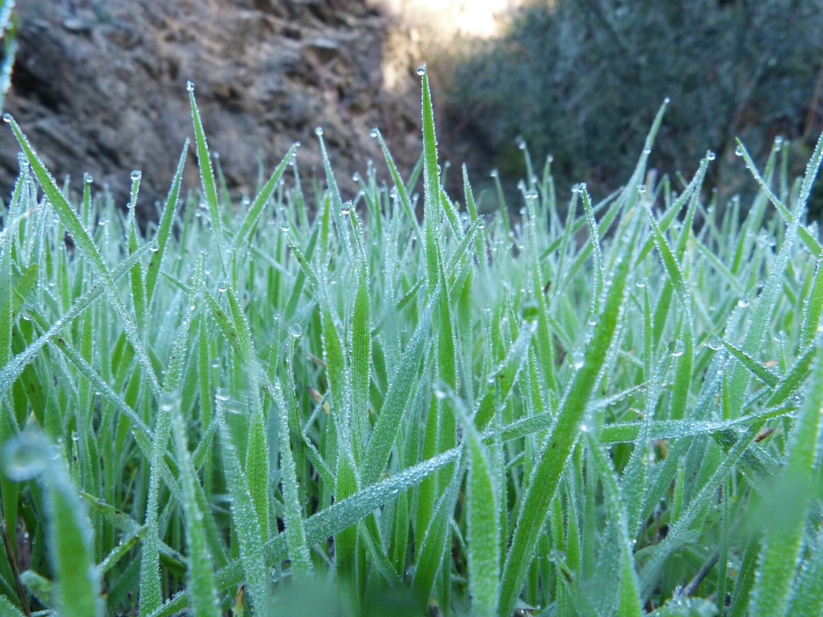 Panasonic DMC-FZ62 sample photo. Lawn, rocio, drops photography