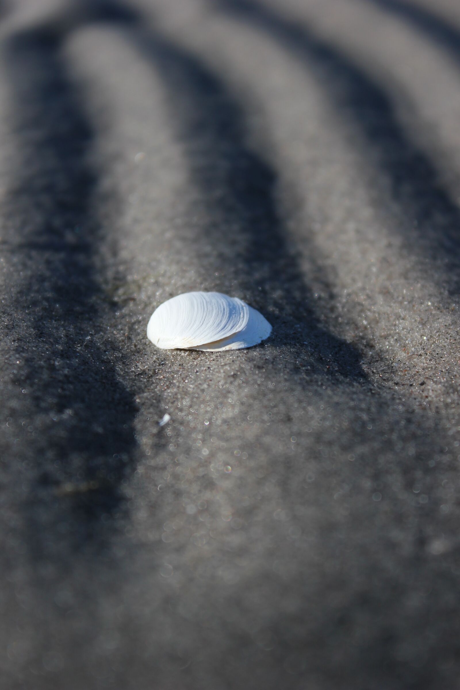 Canon EOS 550D (EOS Rebel T2i / EOS Kiss X4) sample photo. Shell, sand, beach photography