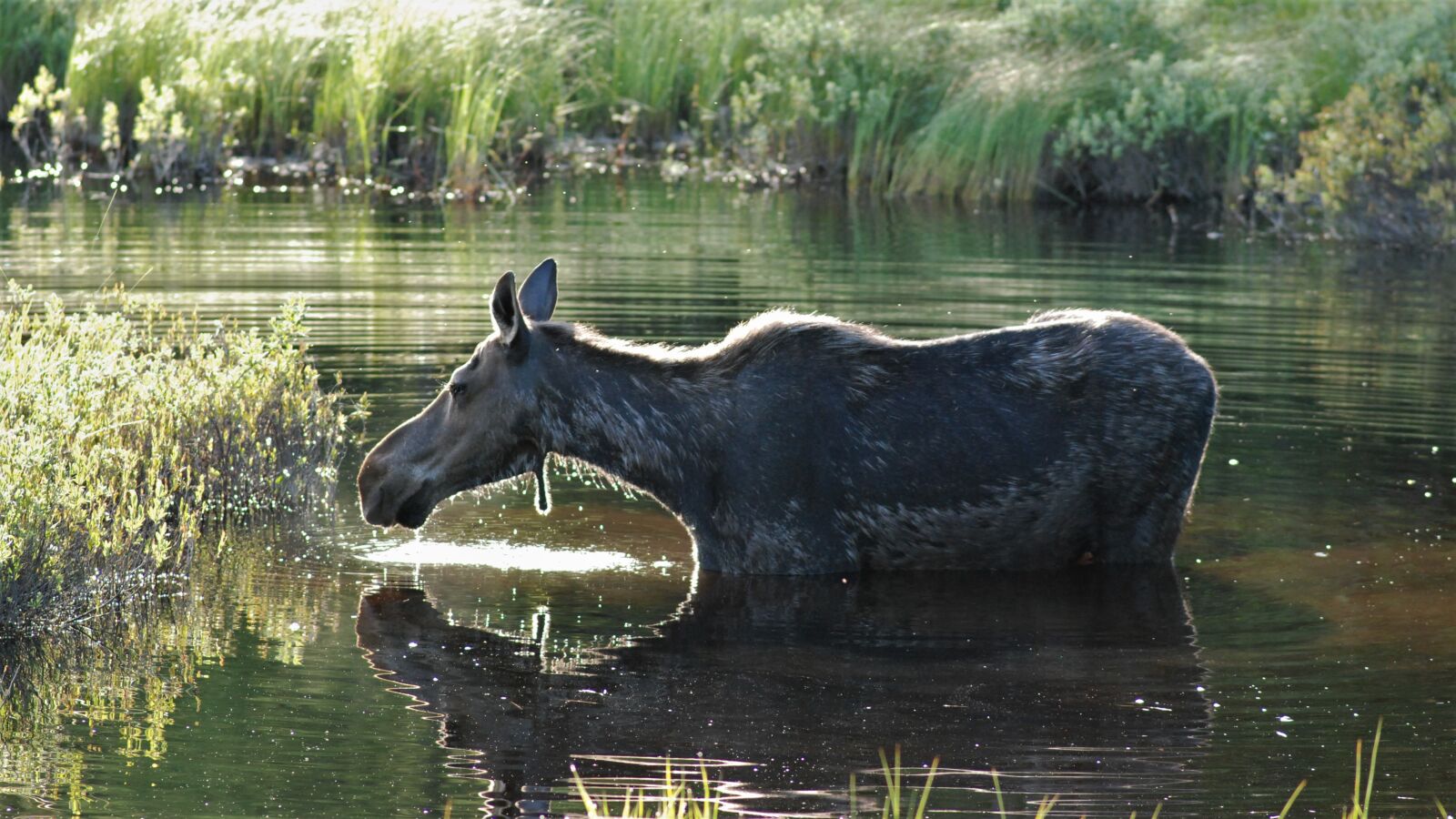Nikon D80 sample photo. Moose, listening, all ears photography