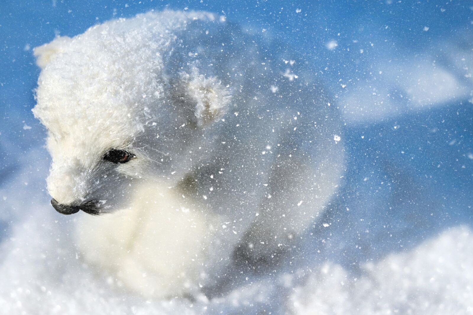 Fujifilm X-T10 + Fujifilm XF 35mm F1.4 R sample photo. Polar bear, predator, animal photography