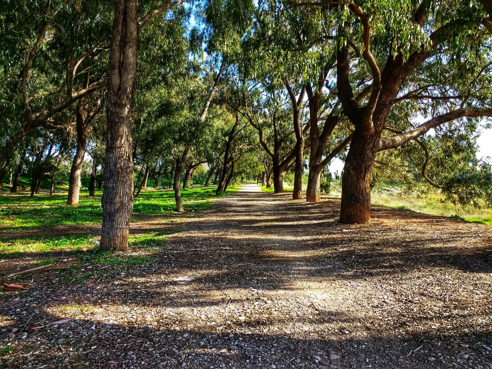 Motorola Moto G (4) sample photo. Forest, path, sidewalk photography