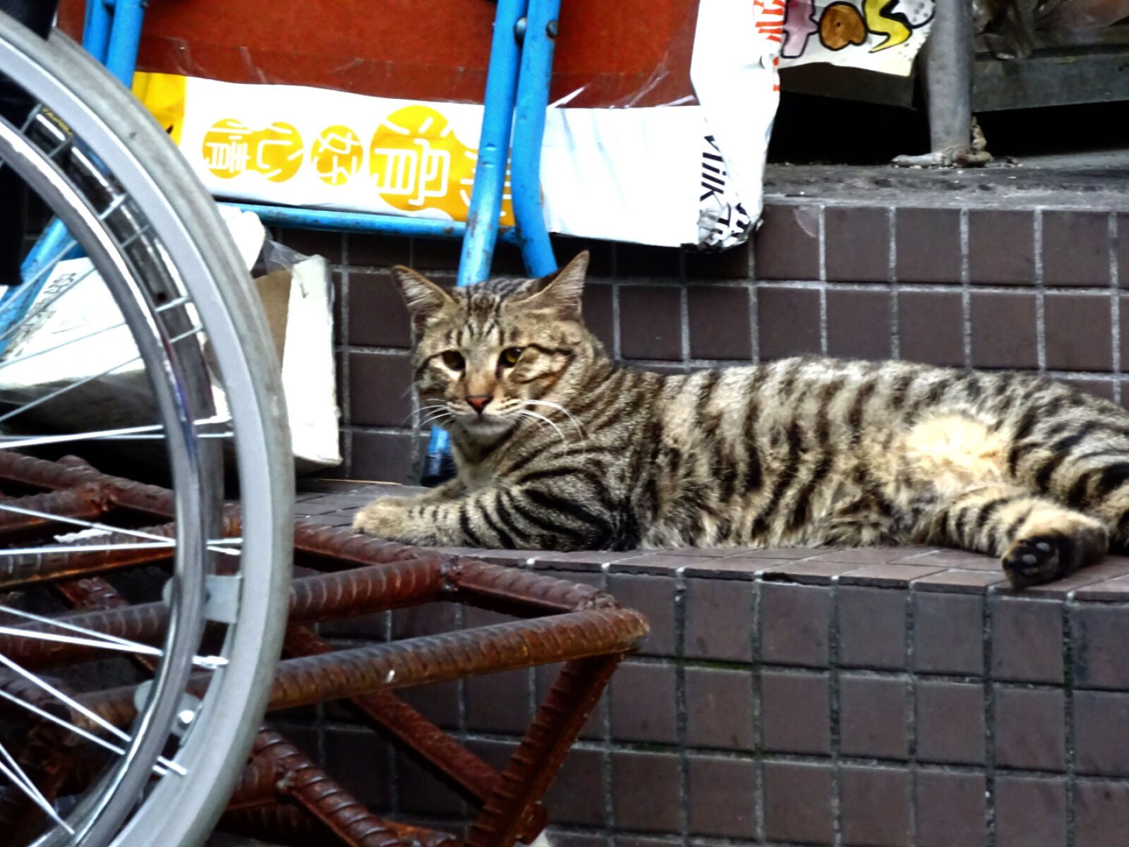 Sony Cyber-shot DSC-WX350 sample photo. Cat photography