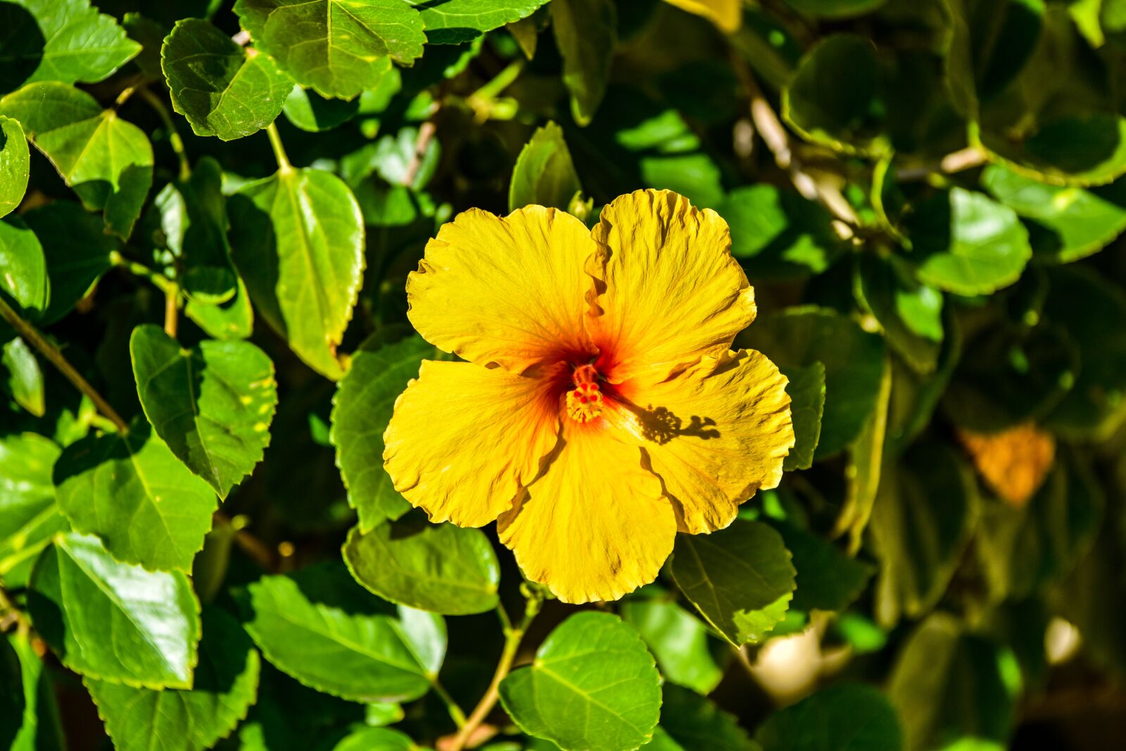 Nikon D750 sample photo. Nature, flora, leaf photography