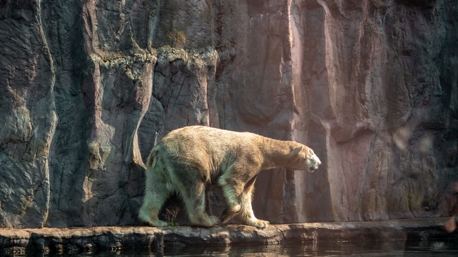 Canon EF 70-300 F4-5.6 IS II USM sample photo. Polar bear, bear, white photography