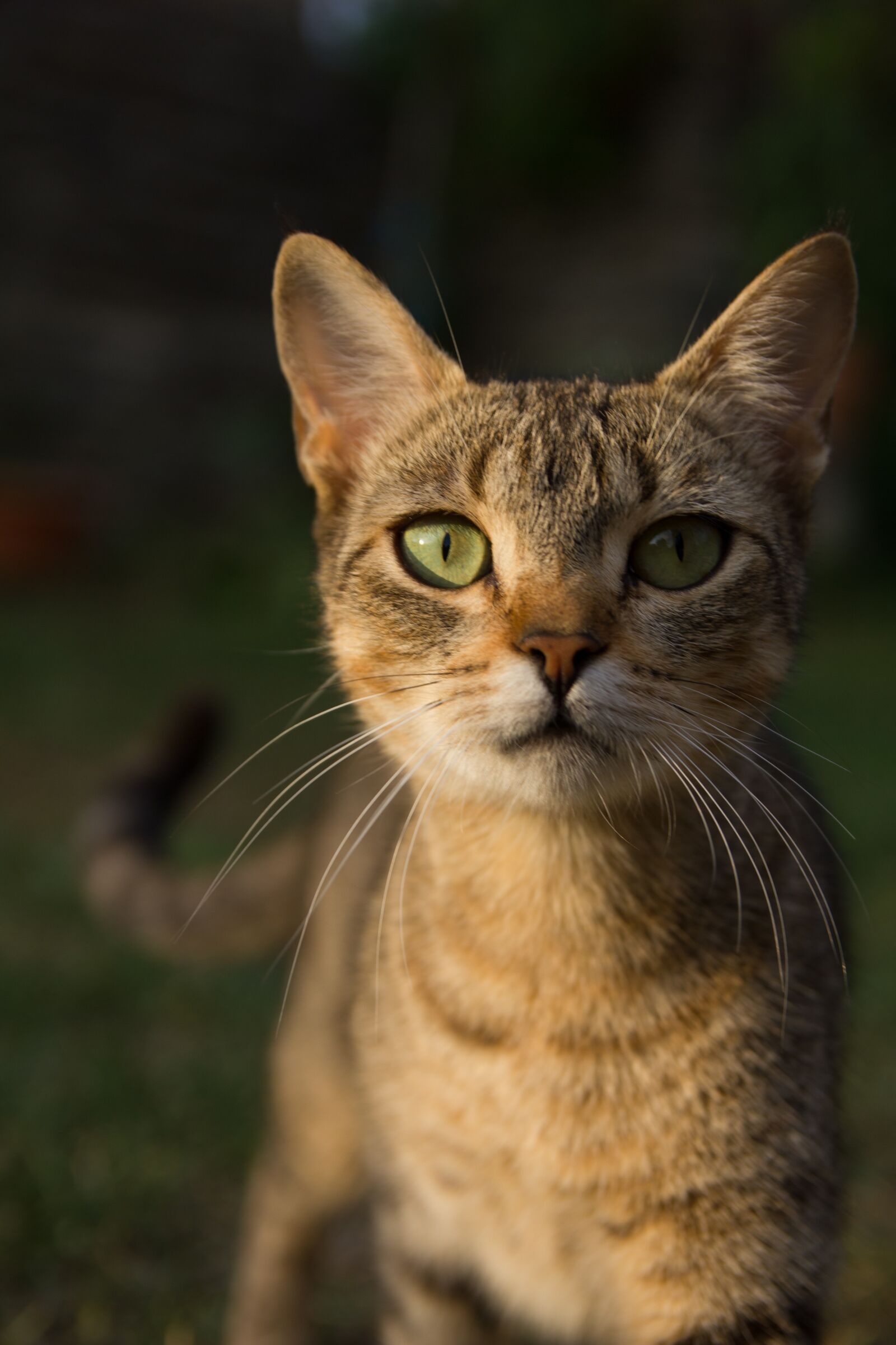 Canon EOS 550D (EOS Rebel T2i / EOS Kiss X4) sample photo. Cat, animal, eyes photography