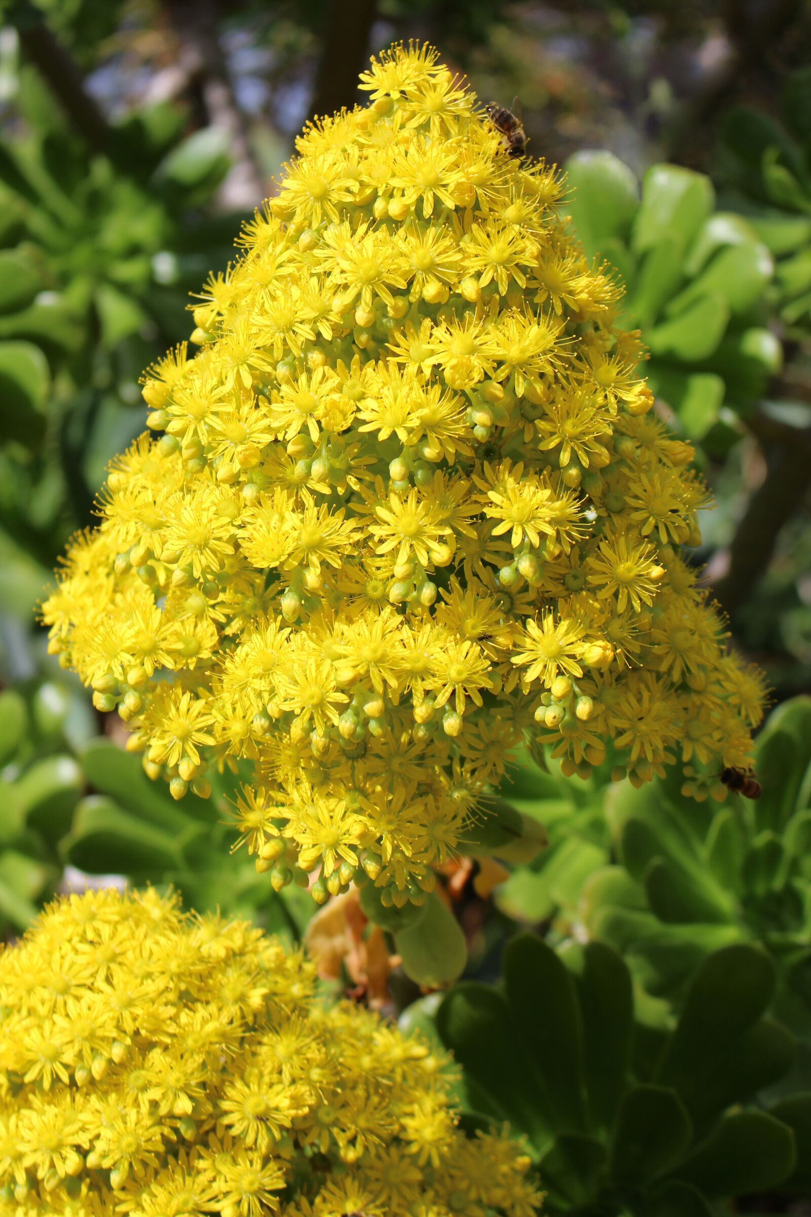 Canon EOS 700D (EOS Rebel T5i / EOS Kiss X7i) sample photo. Aeonium, tree houseleek, flower photography