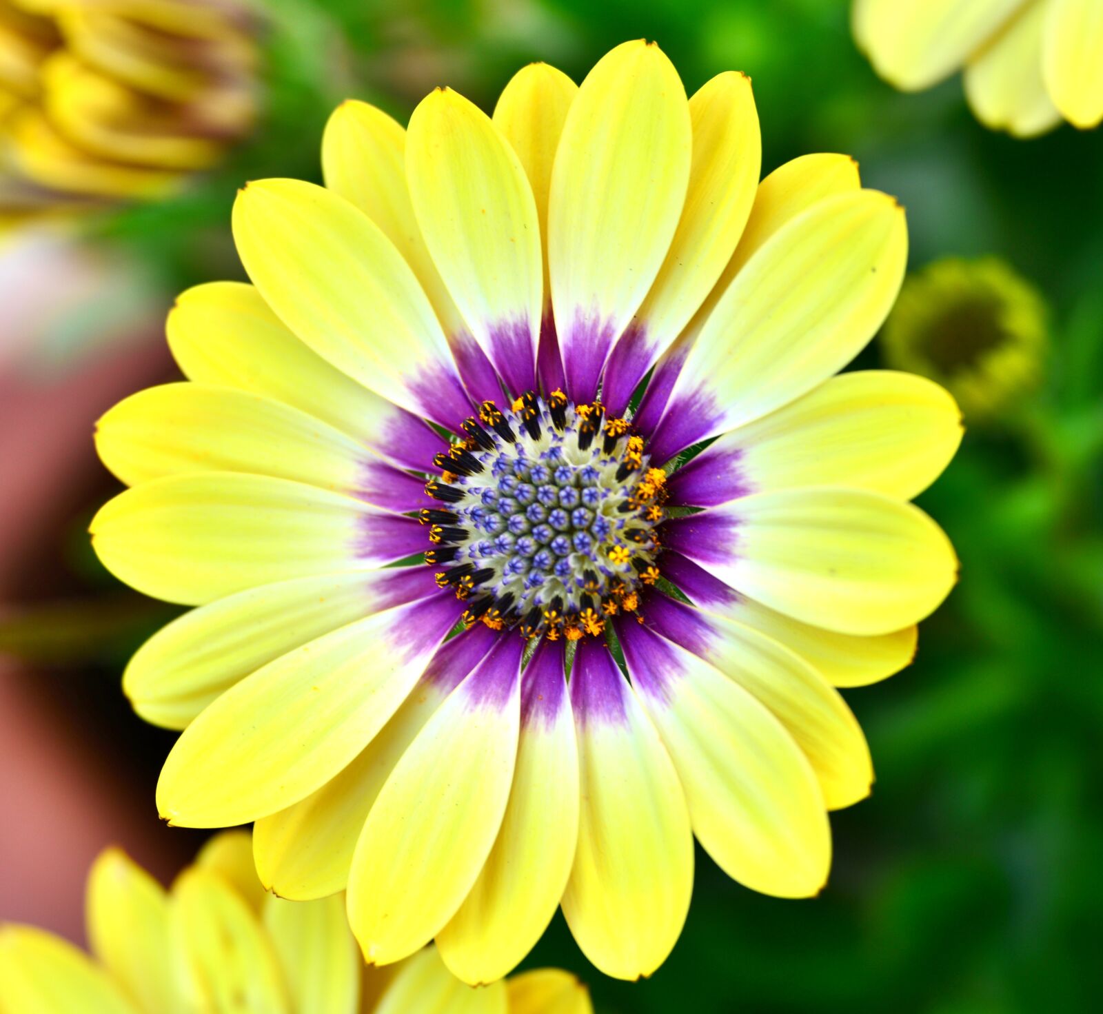 Nikon D600 sample photo. Spanish margriet, flower, petals photography