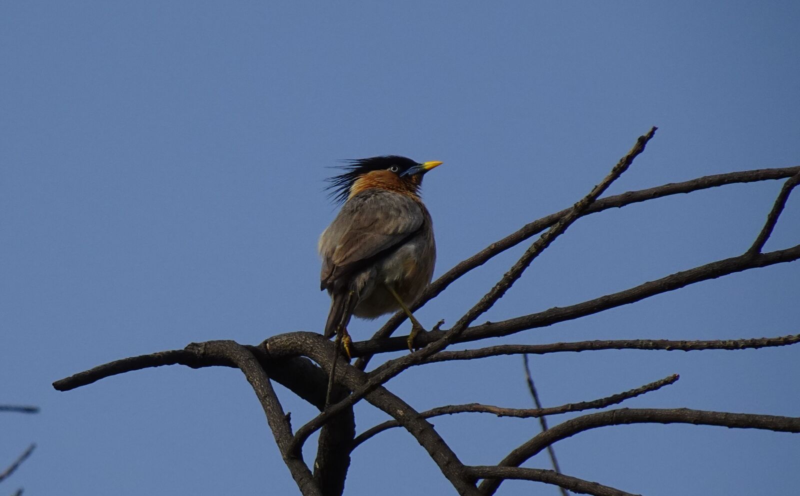 Sony DSC-WX800 sample photo. Bird, brahminy myna, starling photography