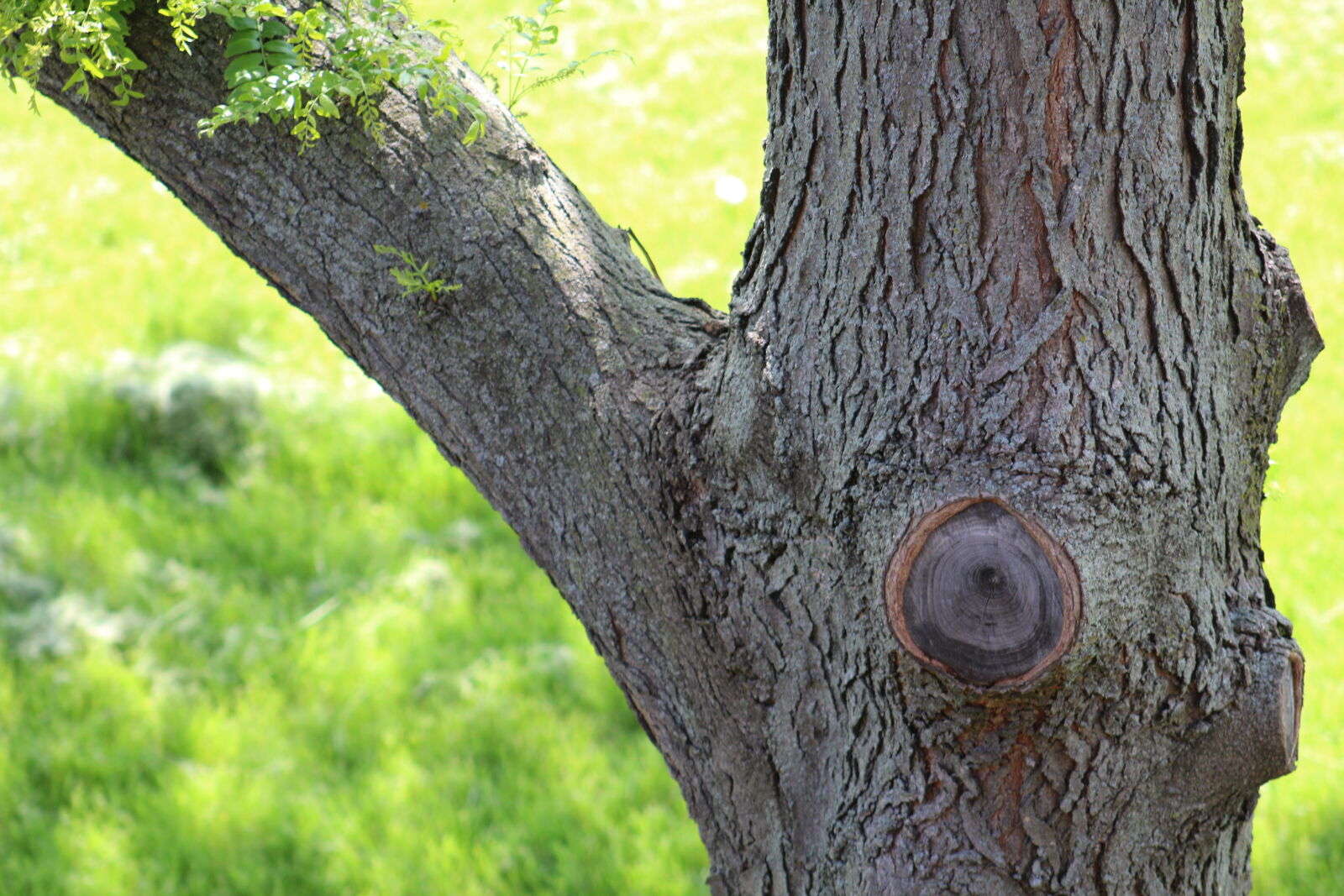 Canon EF 75-300mm f/4-5.6 sample photo. Nature, trees photography