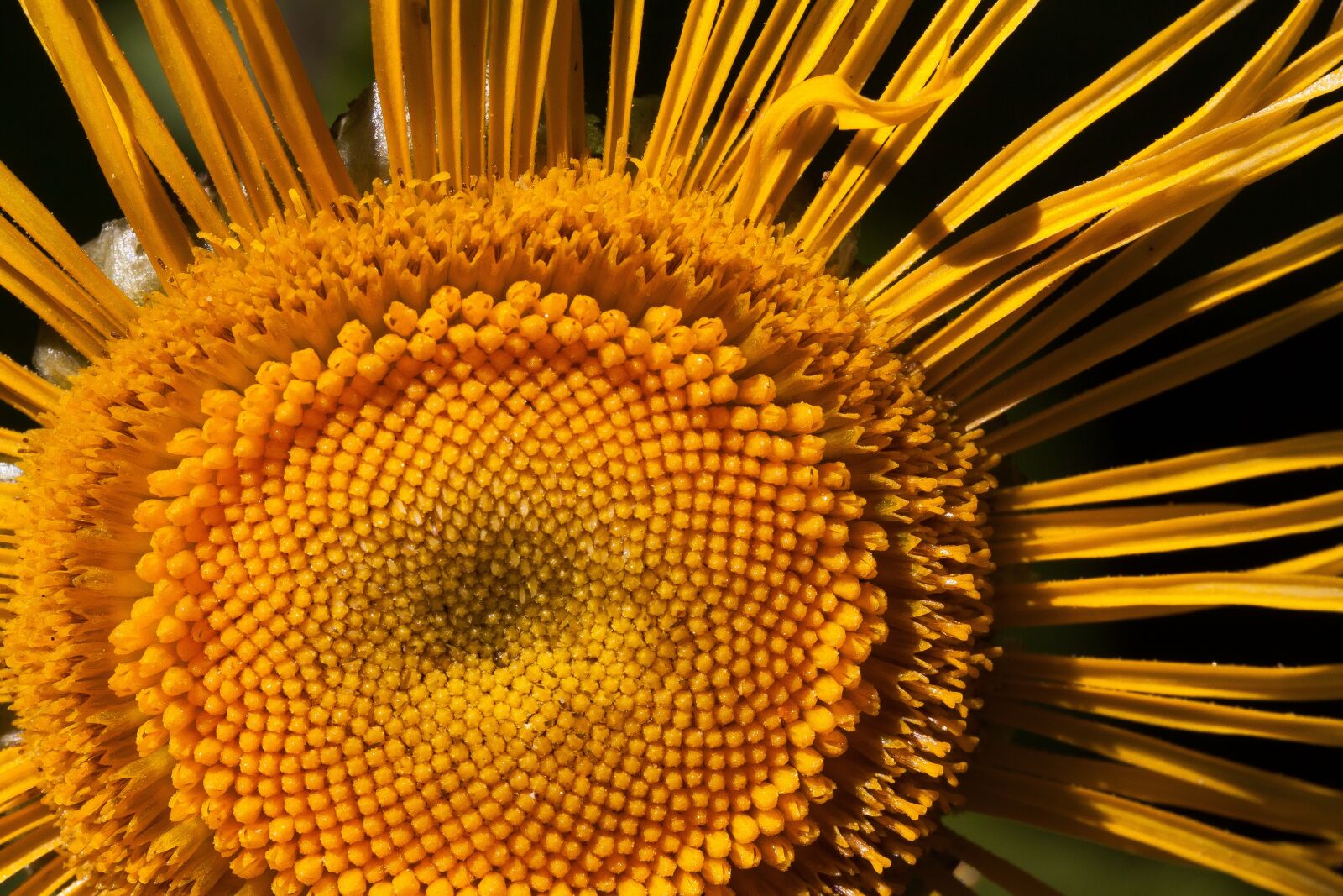 Canon EOS 50D sample photo. Inula, flower, yellow photography