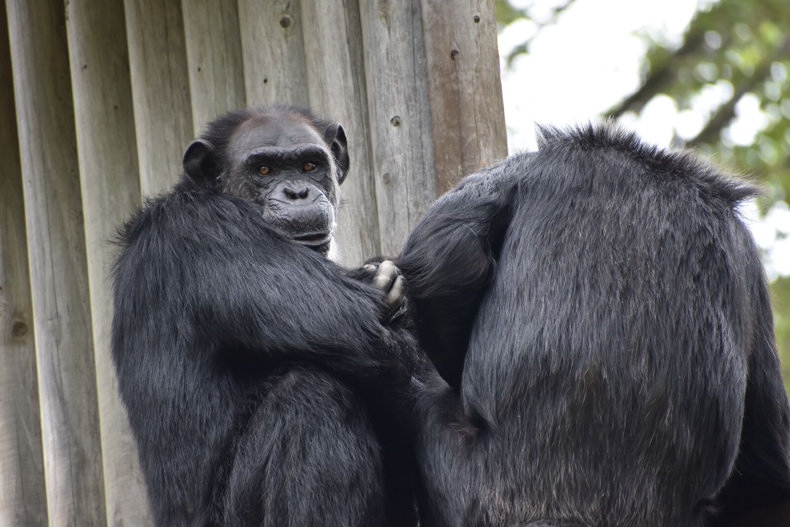 Nikon D5600 sample photo. Chimpanzee, zoo, animal photography