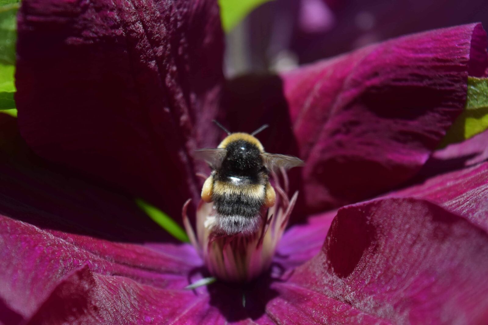 Nikon D3300 sample photo. Flora, insect, bumblebee, summer photography