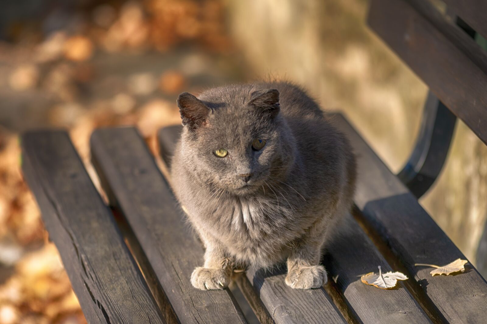 Nikon D5300 sample photo. Cat, animal, pet photography