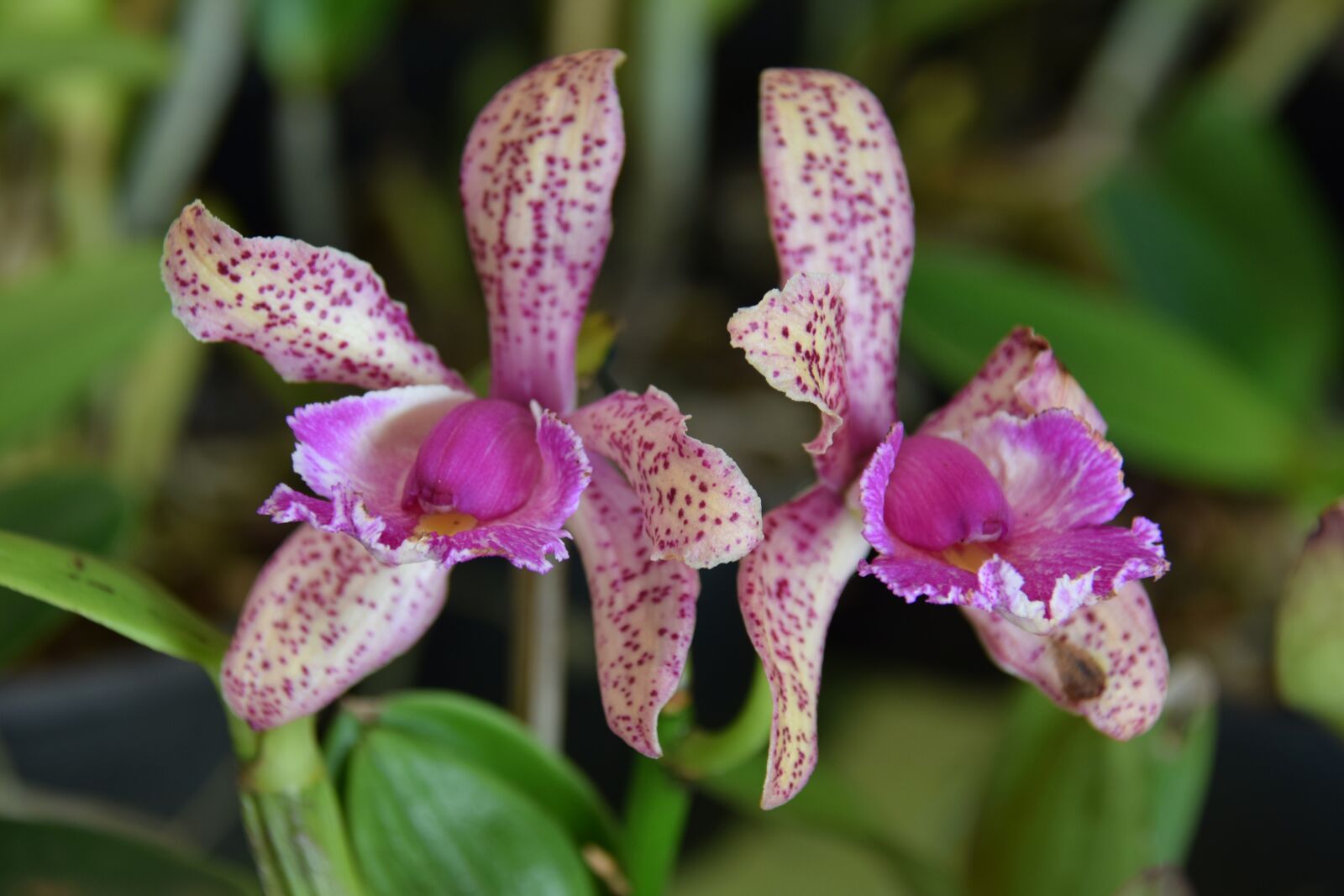 Nikon D5300 sample photo. Flower, orchid, garden photography