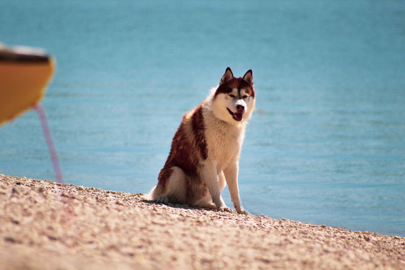 Canon EOS 1300D (EOS Rebel T6 / EOS Kiss X80) sample photo. Husky, chocolate husky, dog photography