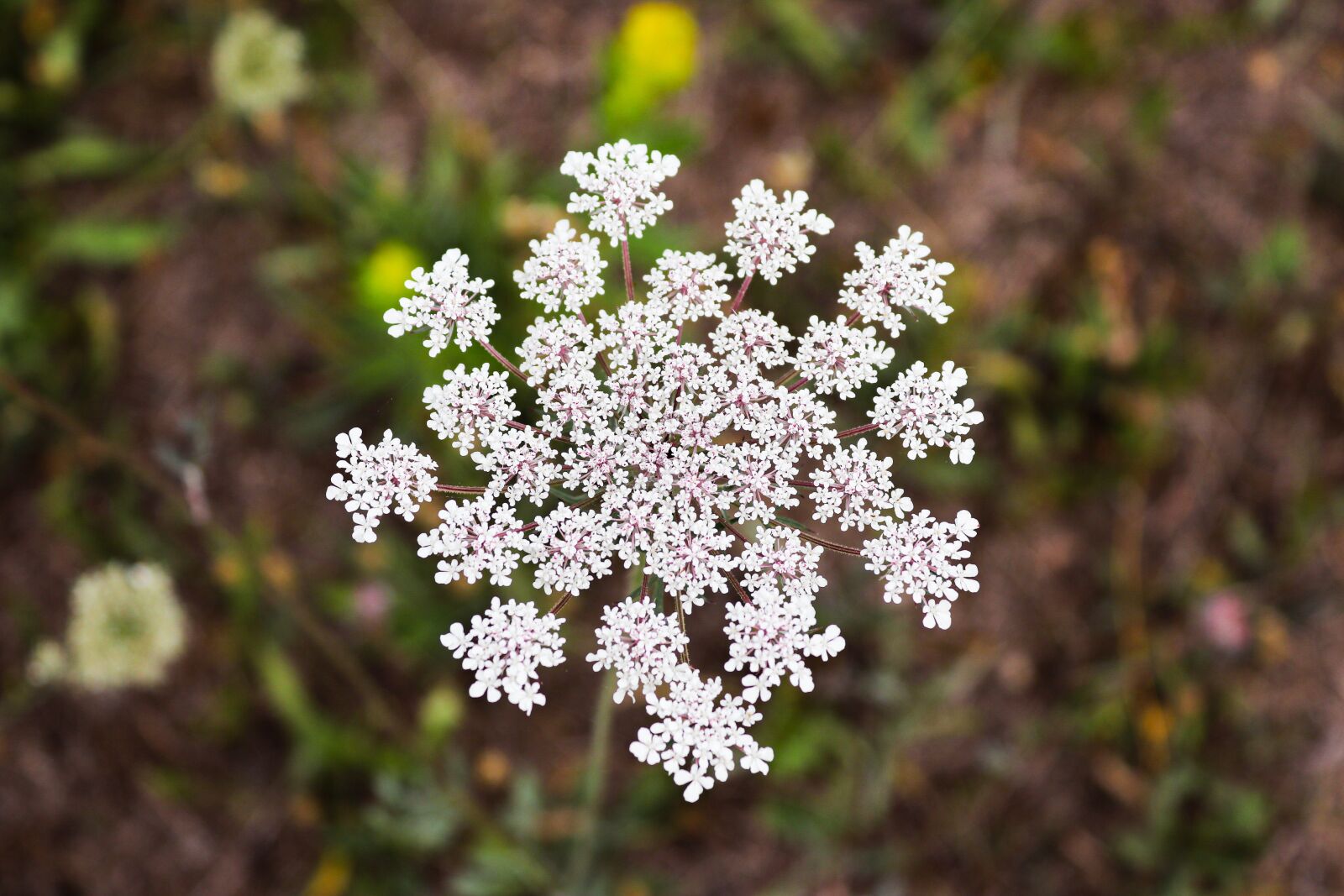 Canon EOS 200D (EOS Rebel SL2 / EOS Kiss X9) sample photo. White flower, beautiful flower photography