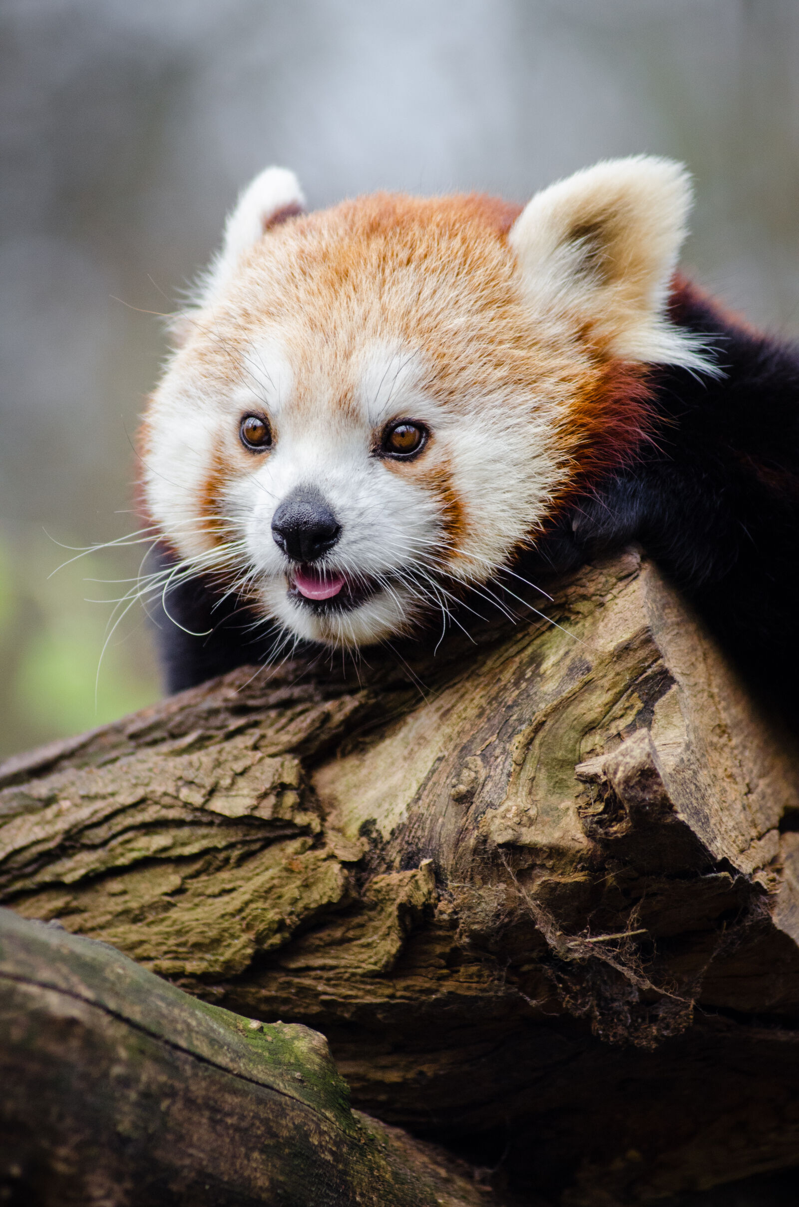 AF Zoom-Nikkor 80-200mm f/2.8 ED sample photo