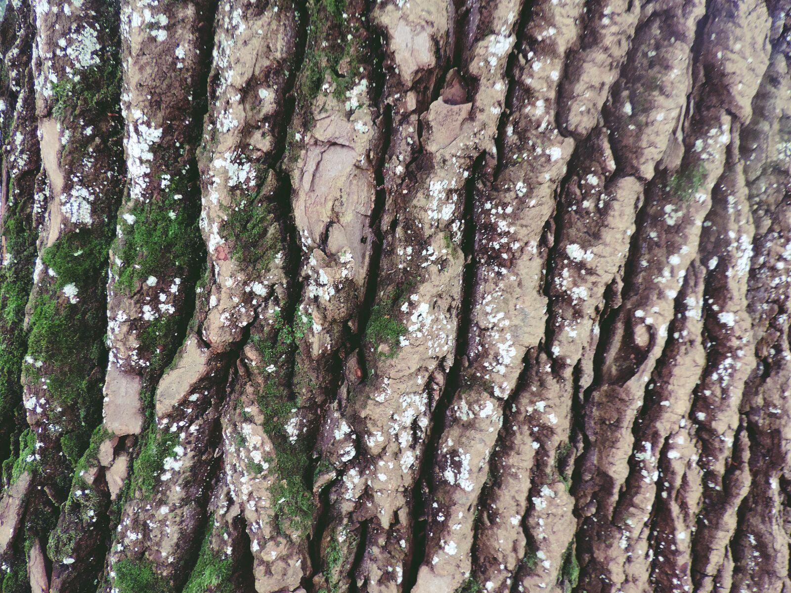 Nikon Coolpix P520 sample photo. Tree bark, wooden, moss photography