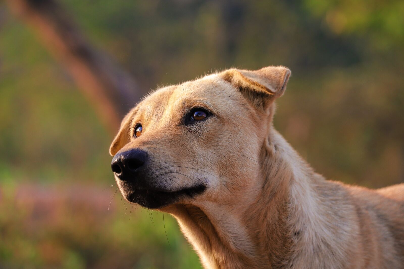 Canon EOS 200D (EOS Rebel SL2 / EOS Kiss X9) sample photo. Forest, lighting, dog photography