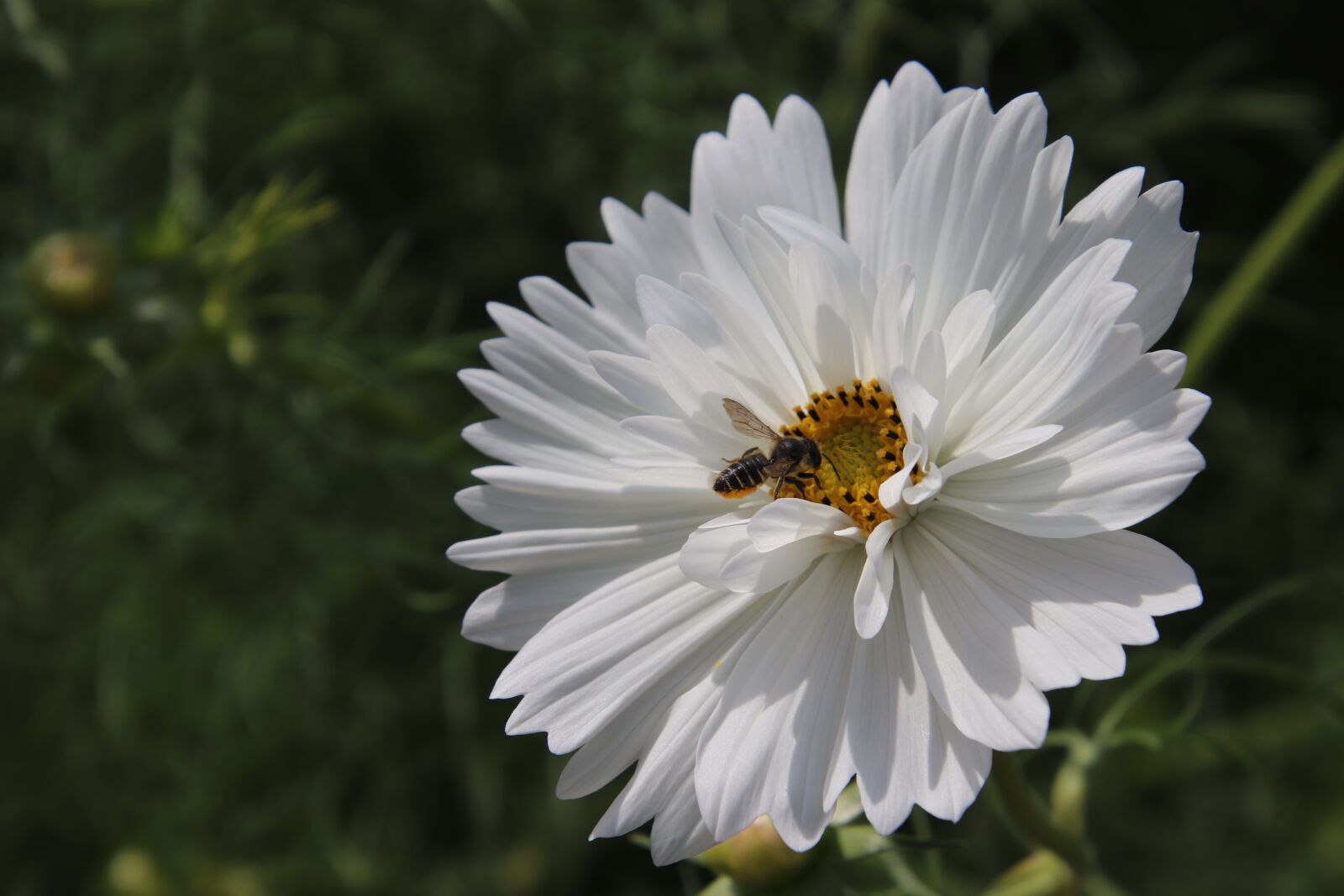 Canon EOS 800D (EOS Rebel T7i / EOS Kiss X9i) sample photo. Flower, pure white, light photography