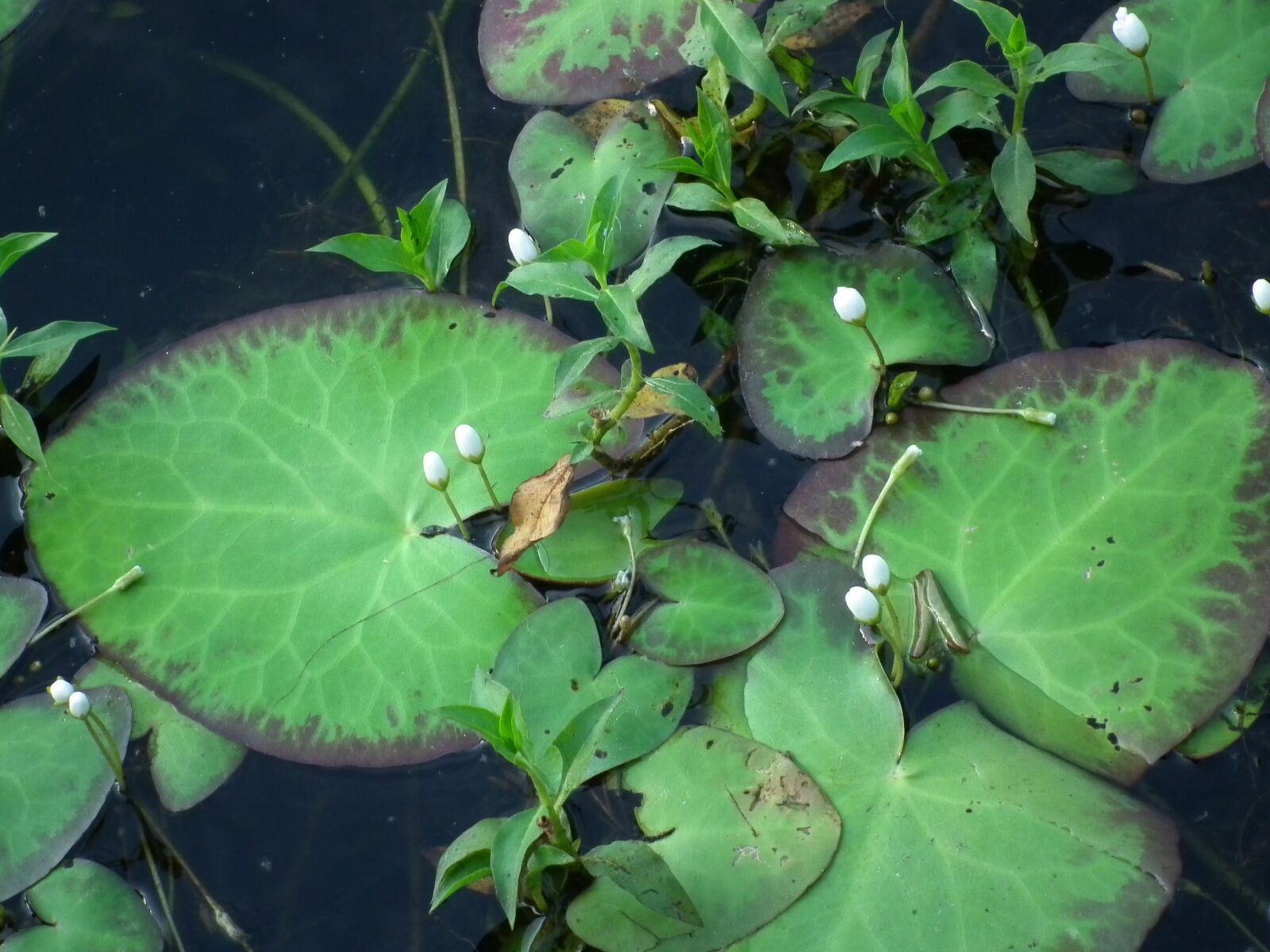 FujiFilm FinePix HS10 (FinePix HS11) sample photo. Water, pond, lake photography