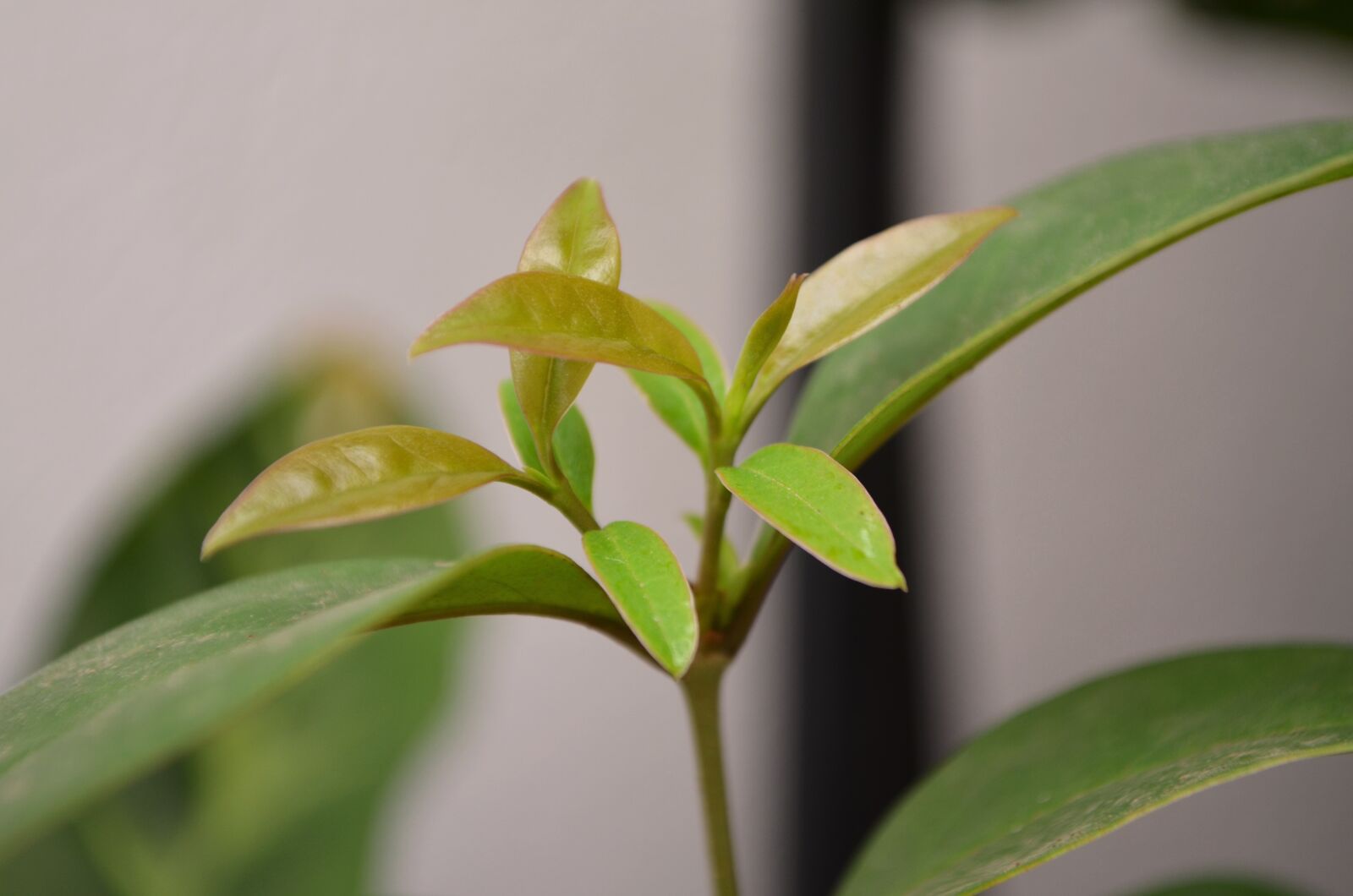 Nikon D5100 sample photo. Plant, succulent, green photography