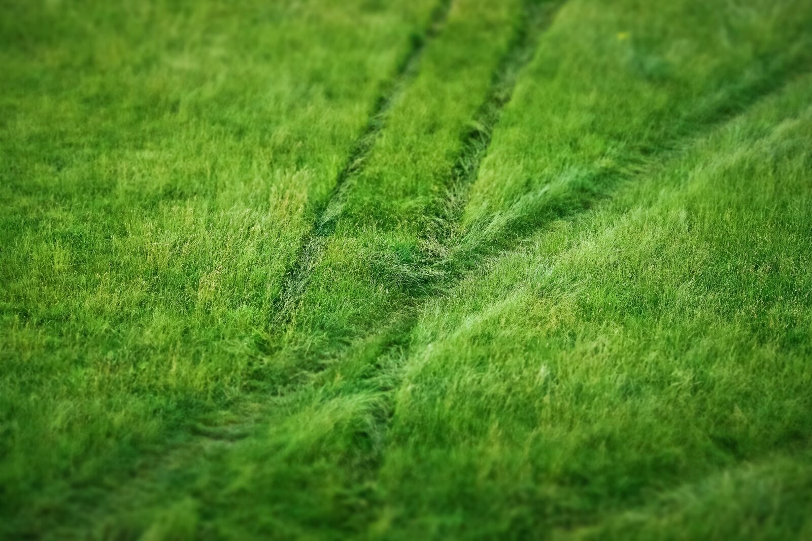 Olympus OM-D E-M10 sample photo. Grass, meadow, nature photography