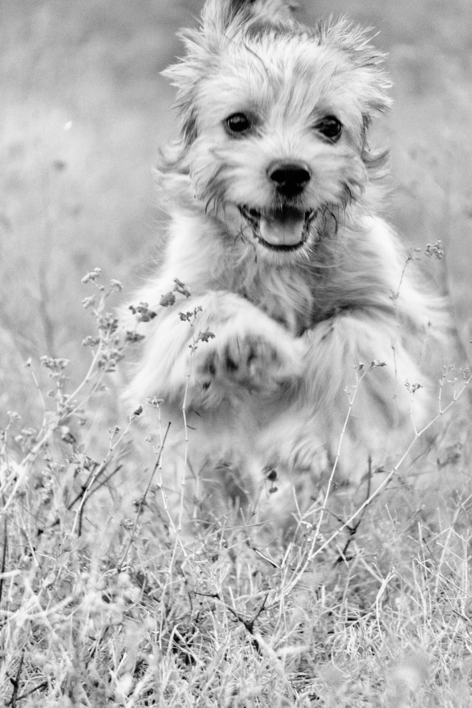 Sony a6000 sample photo. Dog, joy, happy photography