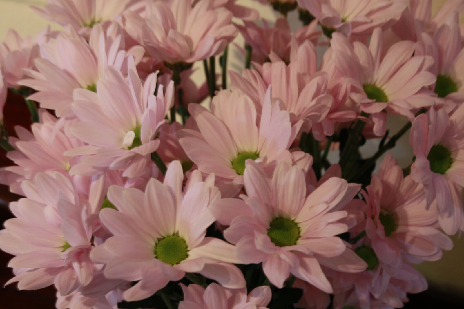 Canon EOS 50D sample photo. Blossom, bloom, flowers photography