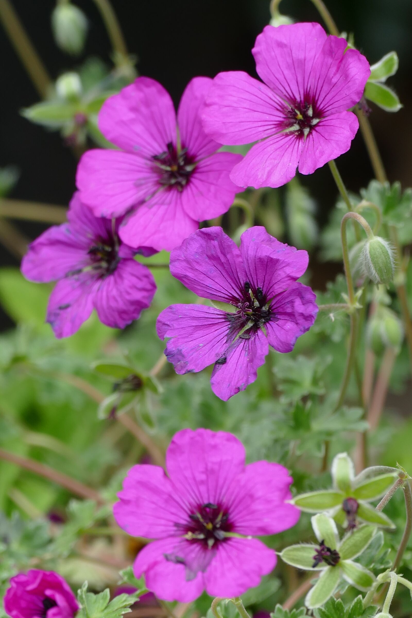 Panasonic Lumix DMC-FZ1000 sample photo. Geranium, pelagonia, ballerina photography