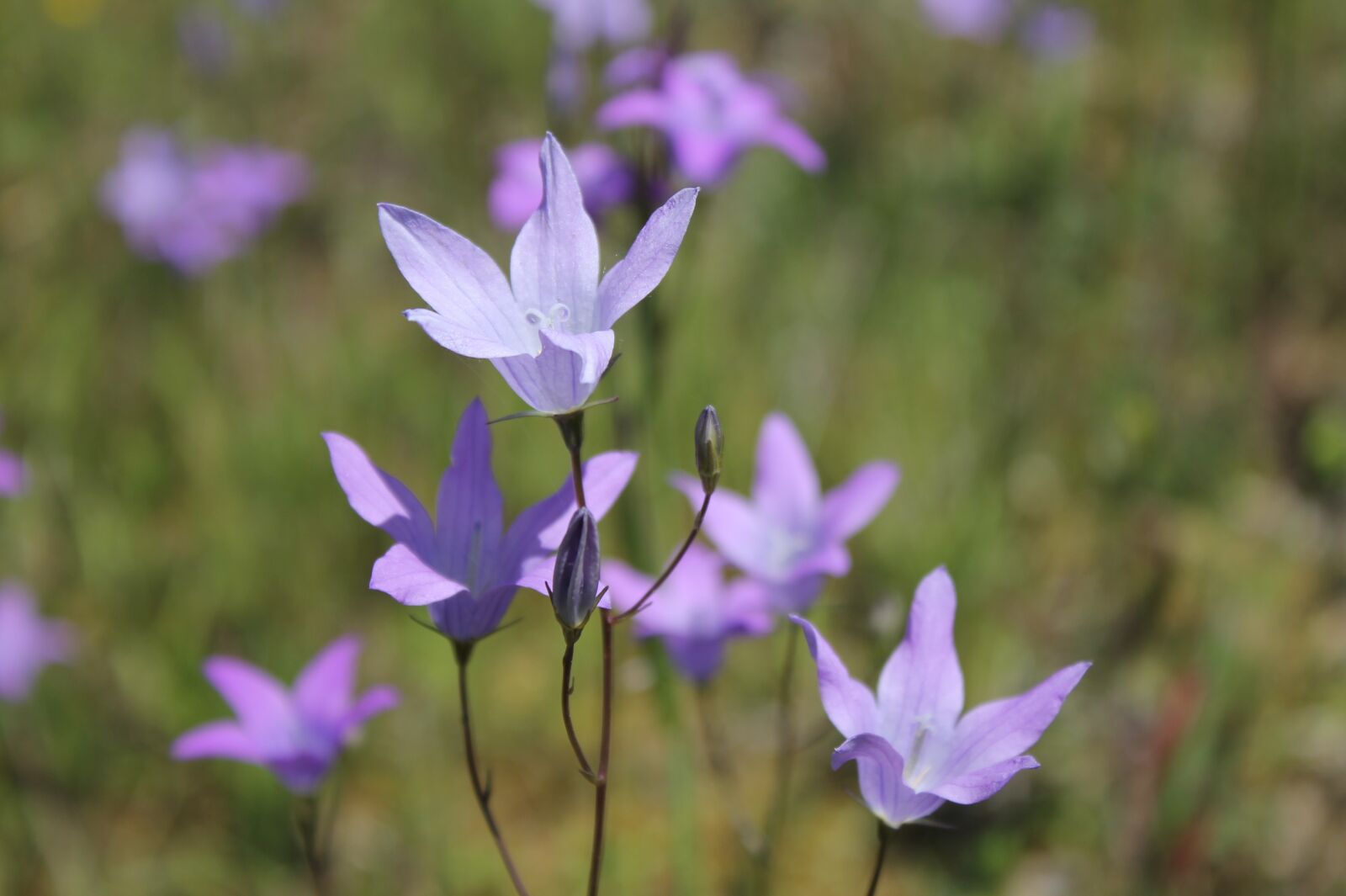 Canon EOS 1100D (EOS Rebel T3 / EOS Kiss X50) sample photo. Bellflower, purple, flower photography