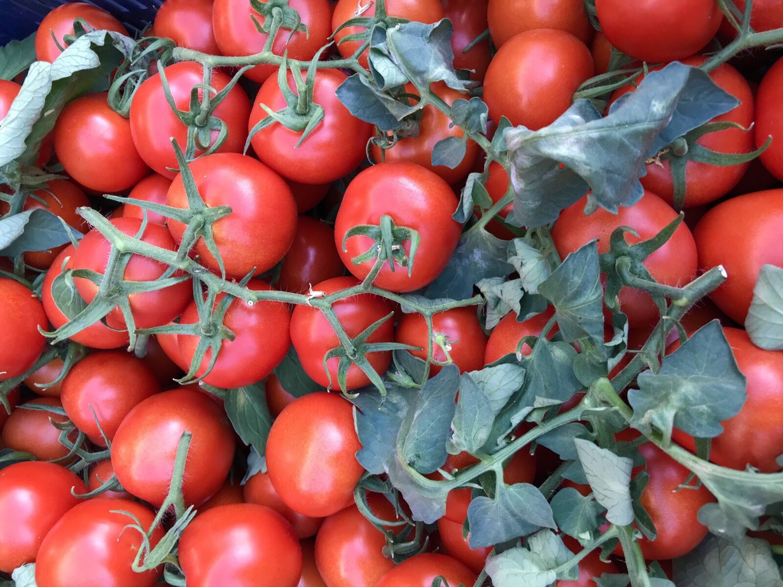 Apple iPhone 7 Plus sample photo. Food, vegetable, tomato photography