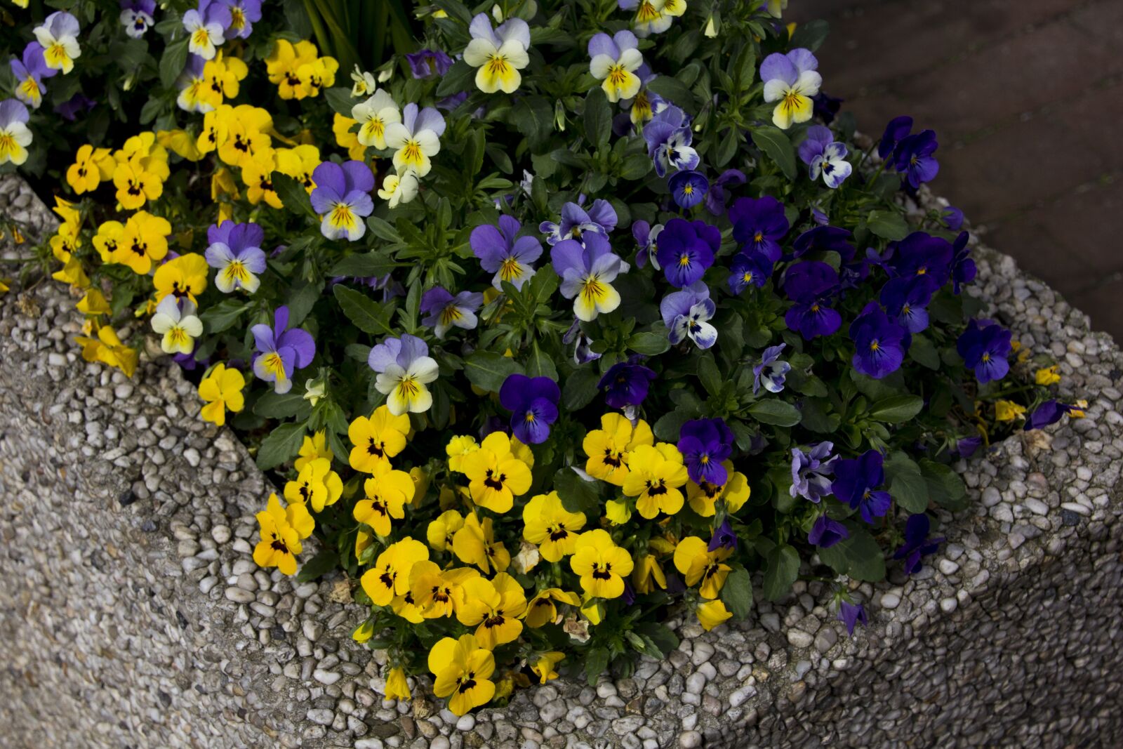 Canon EOS 60D sample photo. Flower, plant, nature photography