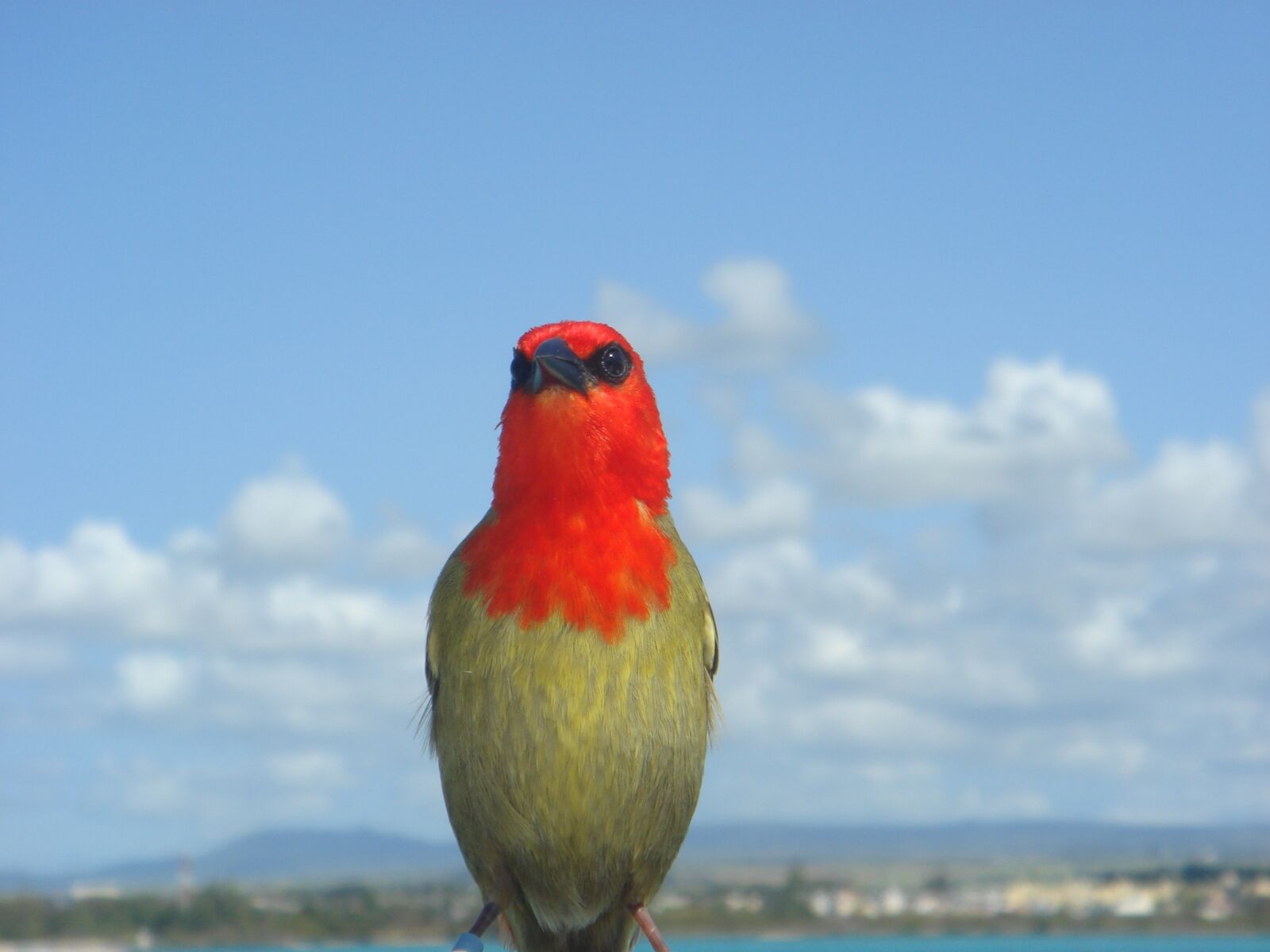 Sony DSC-T9 sample photo. Bird, mauritius, nature photography