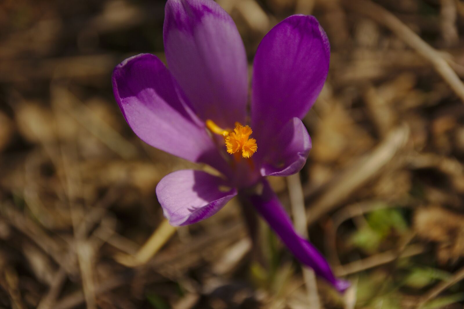 Canon EOS 600D (Rebel EOS T3i / EOS Kiss X5) sample photo. Mov, flower, field photography