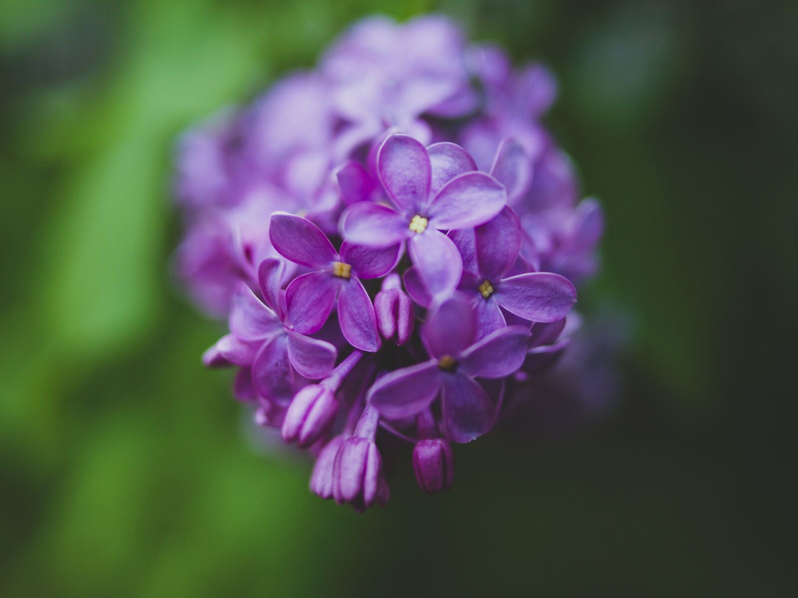 Olympus E-5 sample photo. Lilac, flower, nature photography