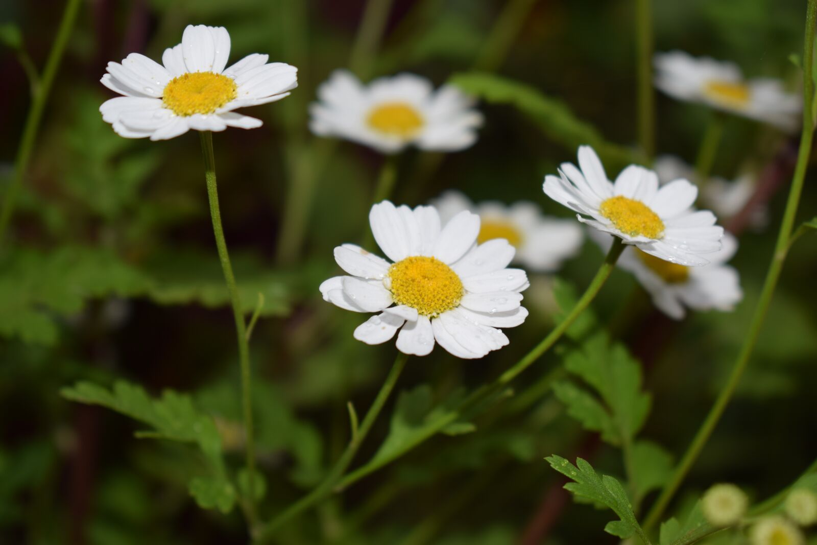 Nikon D5300 sample photo. Garden, flower, flowers photography