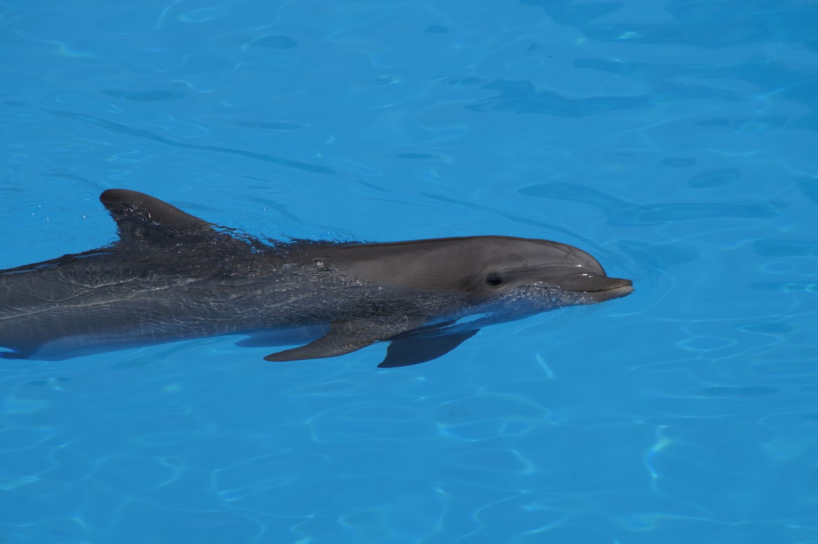 Sony SLT-A58 sample photo. Dolphin, bottlenose dolphin, marine photography