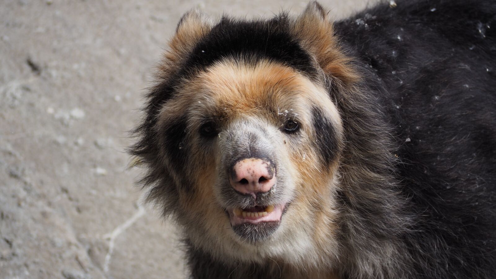 Olympus OM-D E-M10 II sample photo. Andean bear, spectacled bear photography