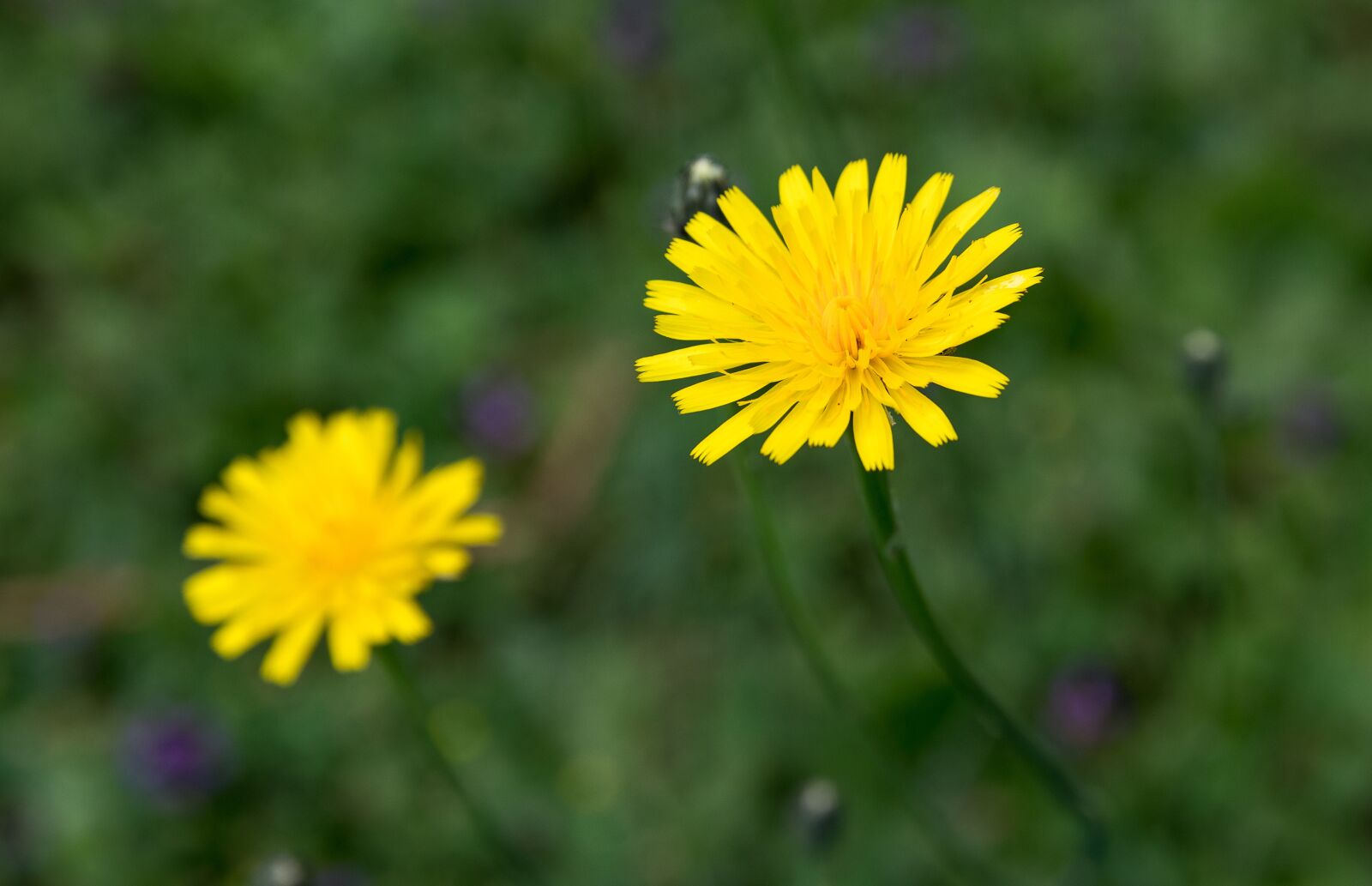 Canon EOS 80D sample photo. Flower, pointed flower, flowers photography
